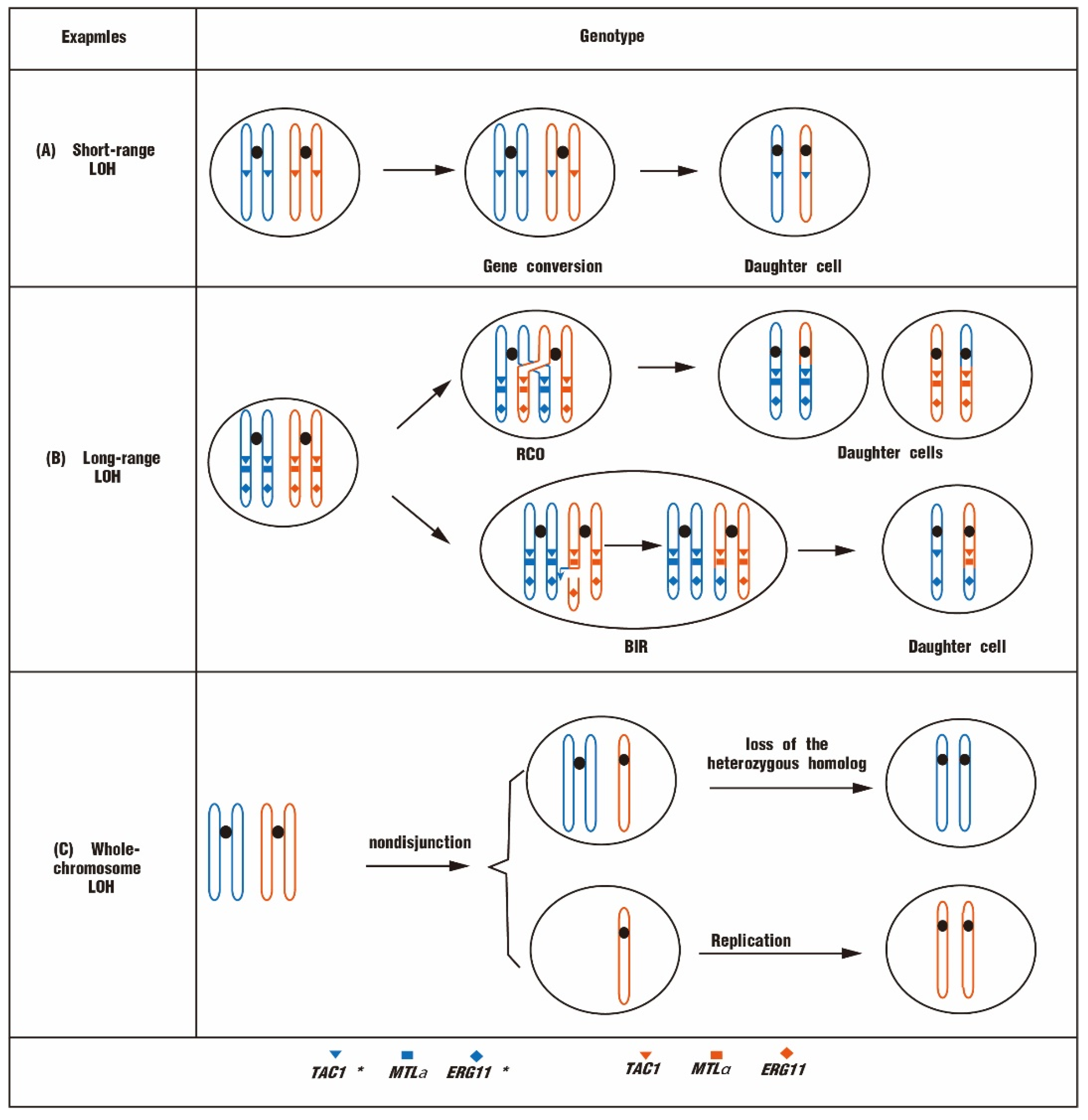 Biomolecules 12 00845 g003