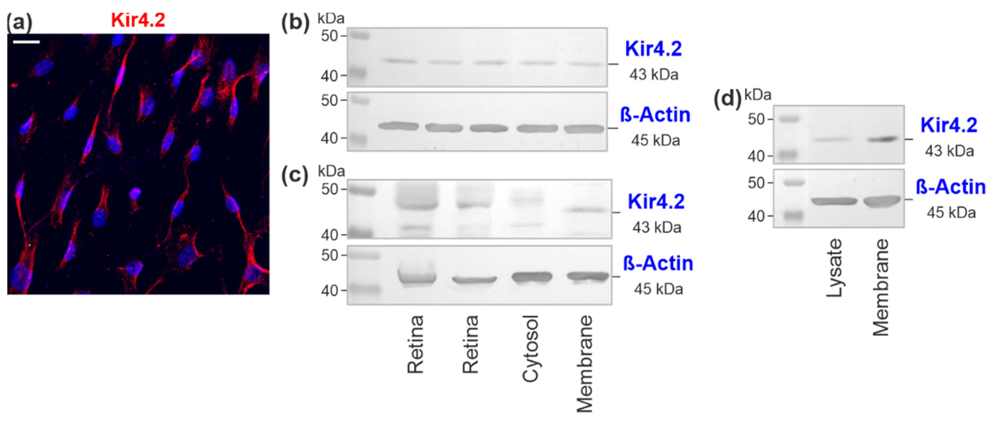 Biomolecules 12 00848 g002 Biomolecules 12 00848 g002
