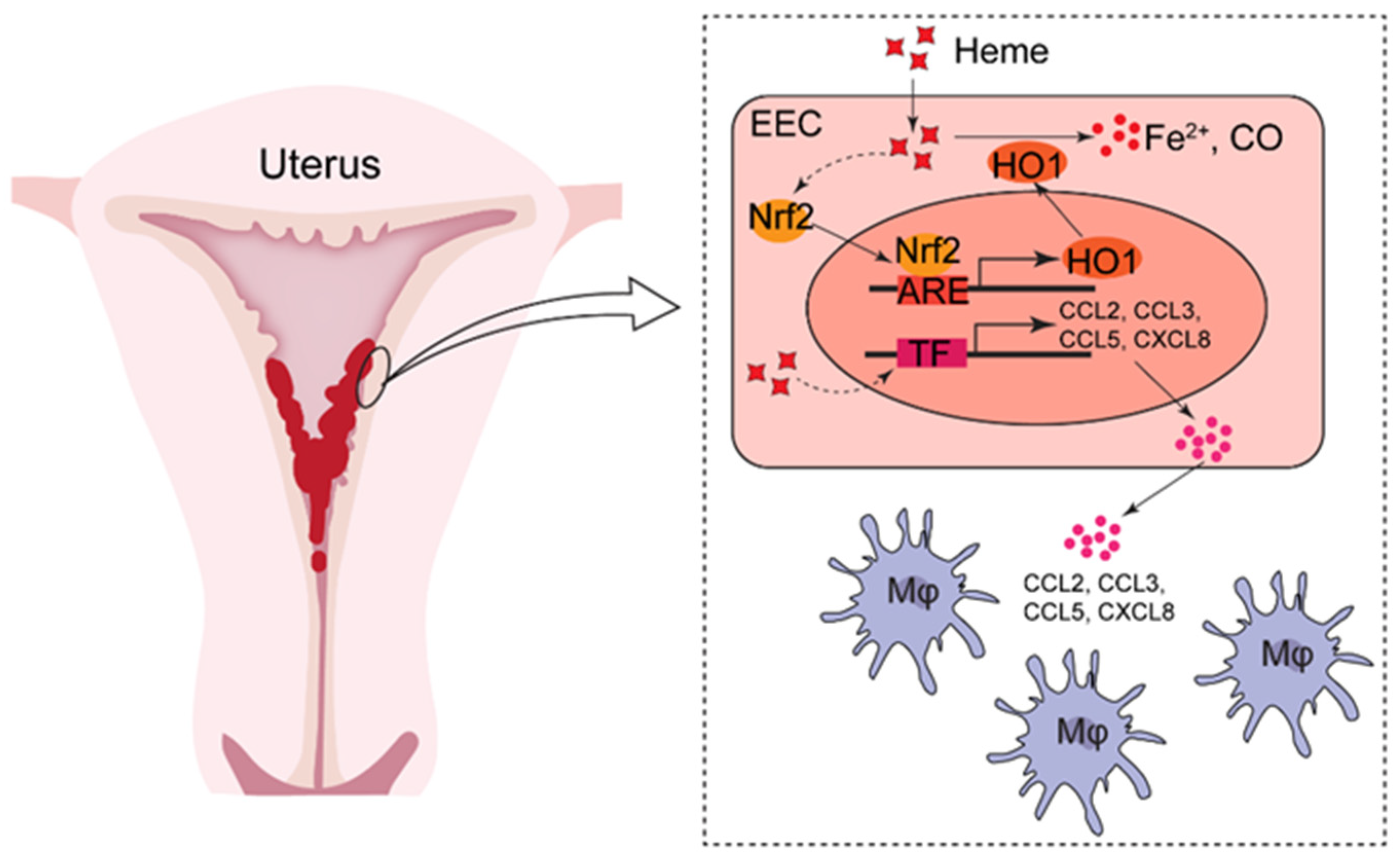 Biomolecules 12 00849 g008