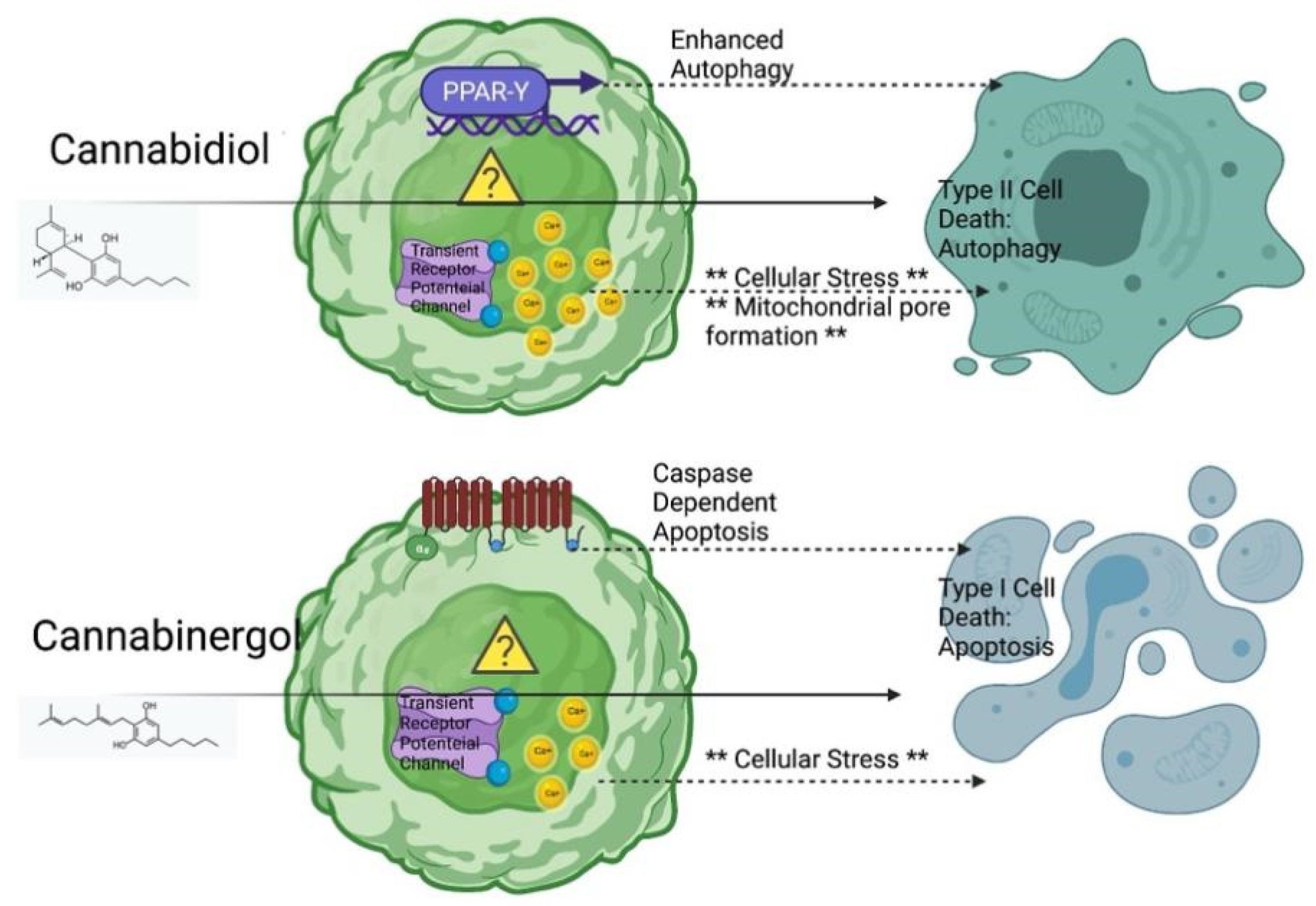 Biomolecules 12 00854 g006 Biomolecules 12 00854 g006
