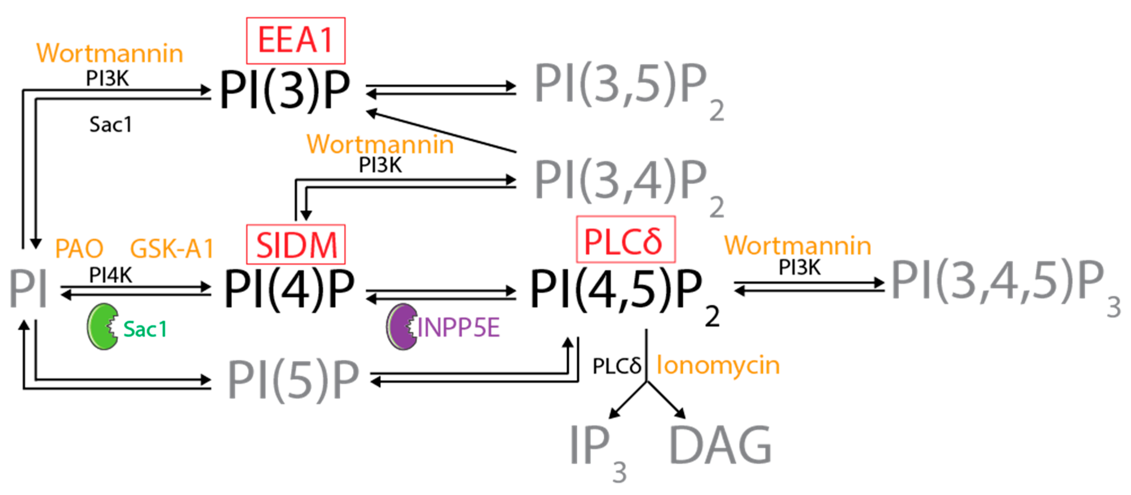 Biomolecules 12 00856 g001