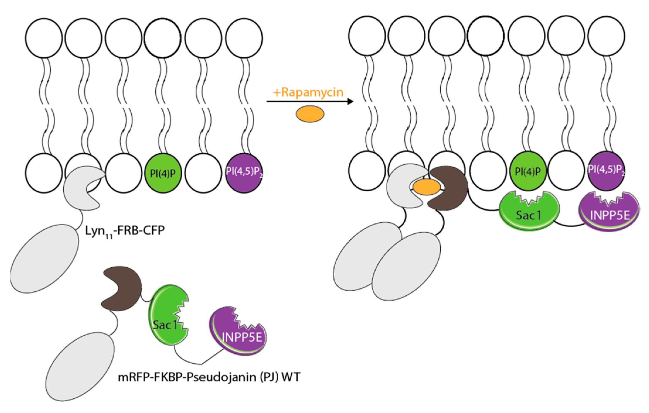 Biomolecules 12 00856 g008
