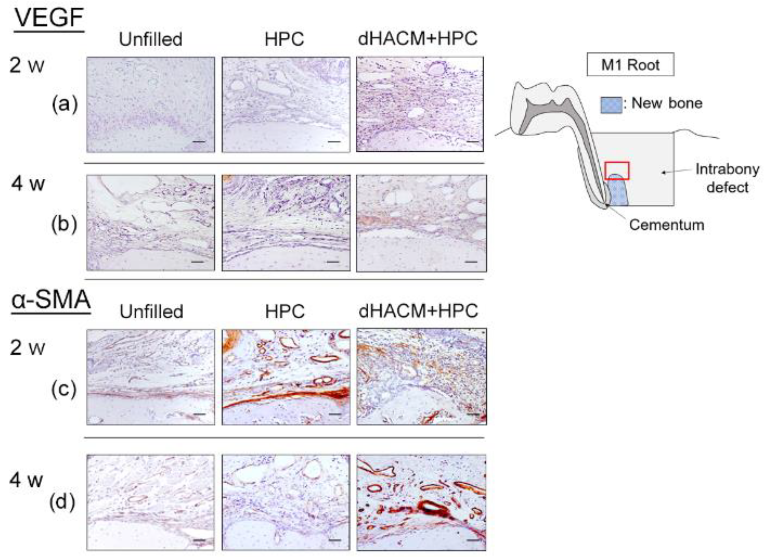 Biomolecules 12 00857 g005 Biomolecules 12 00857 g005