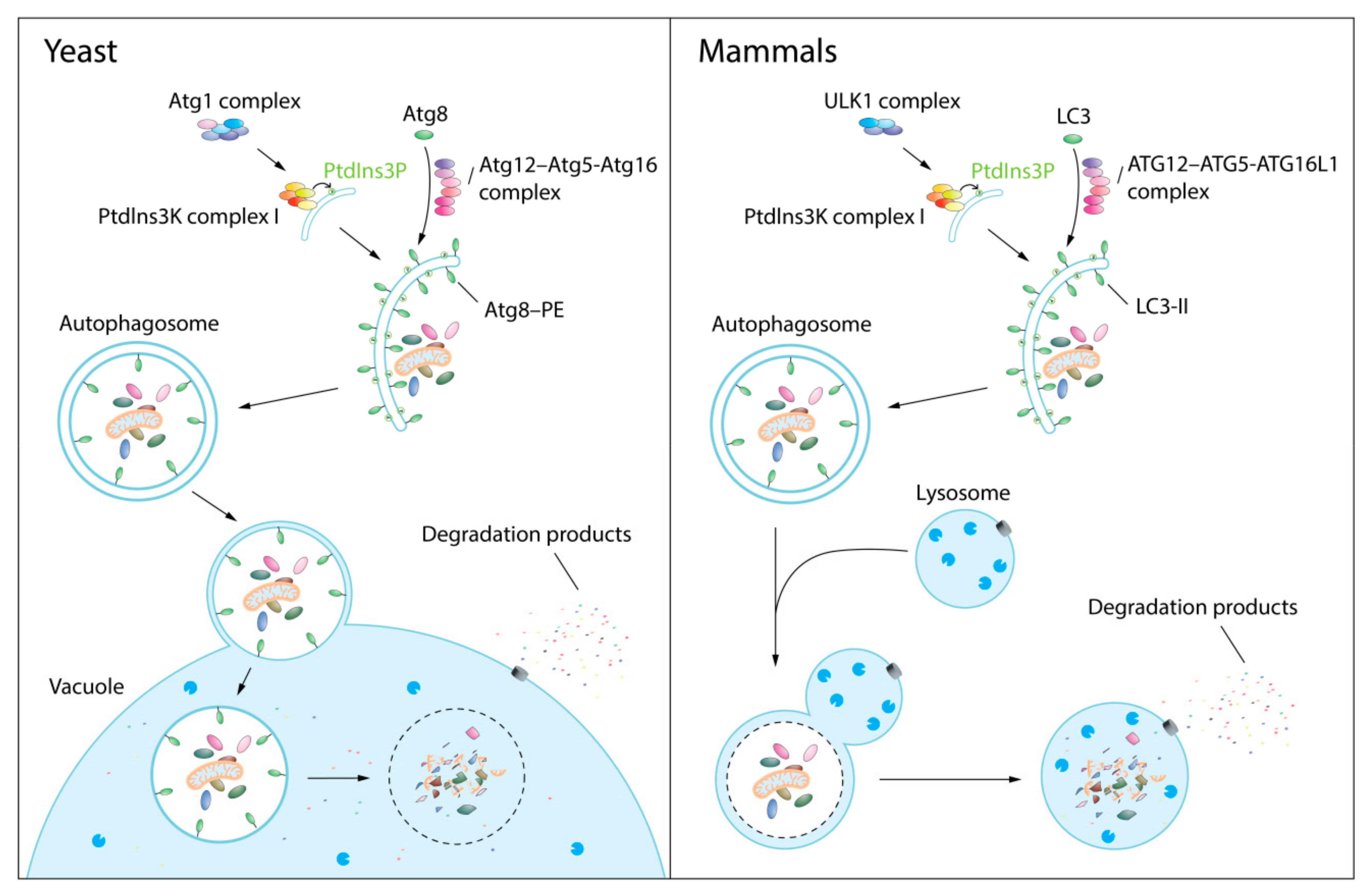 Biomolecules 12 00866 g001 550