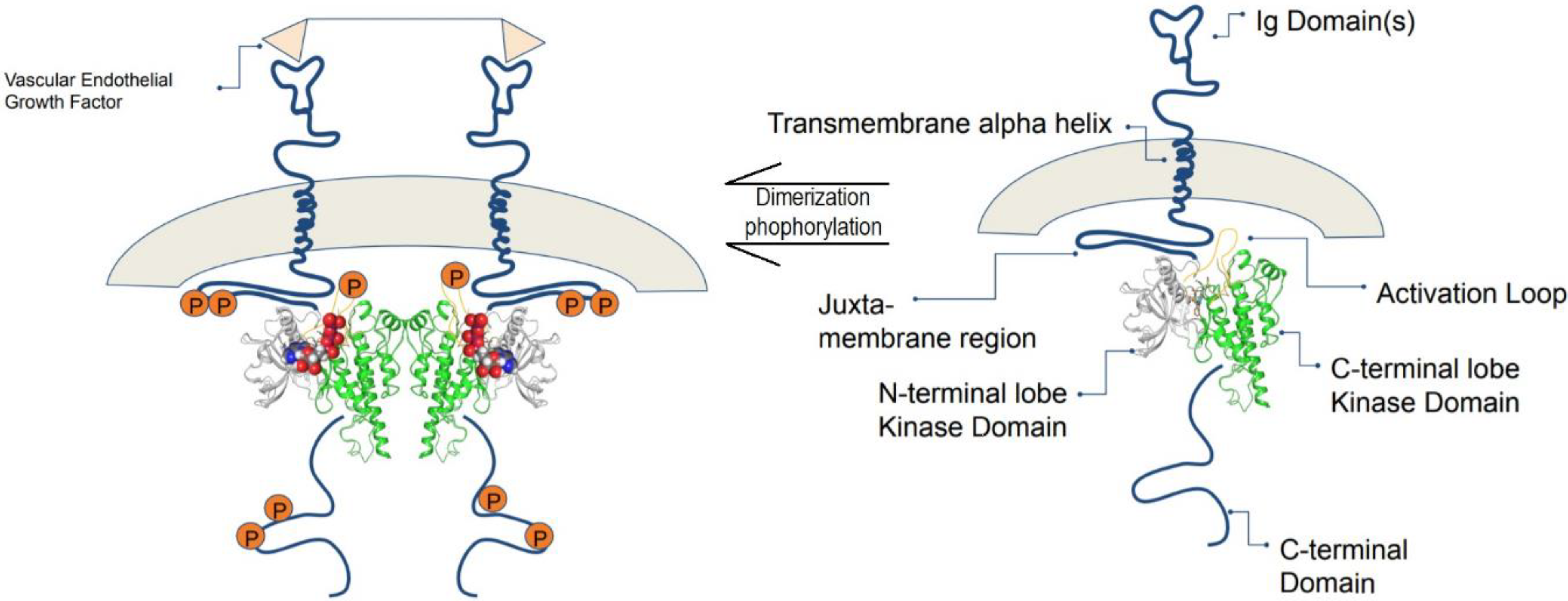 Biomolecules 12 00878 g004