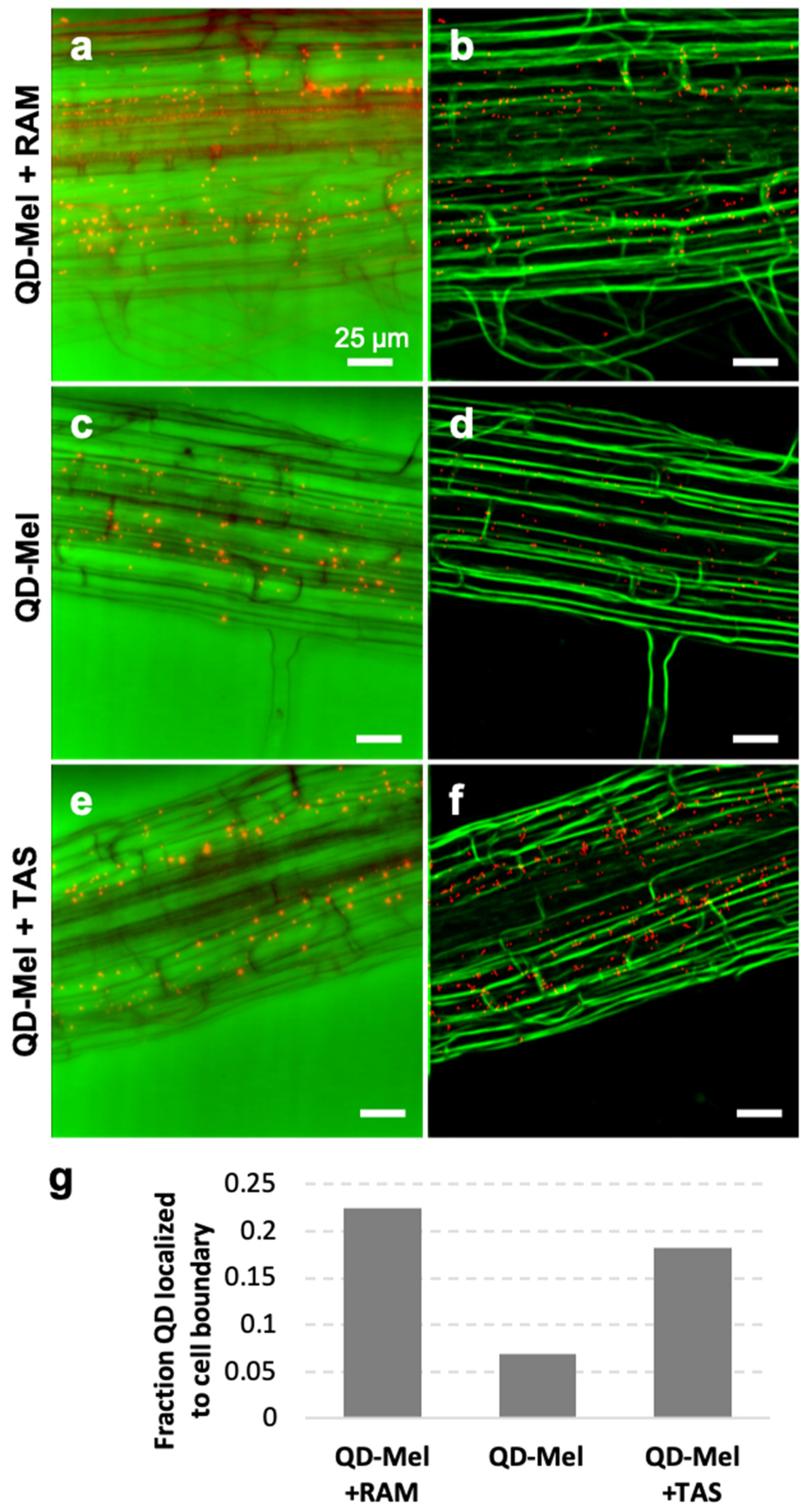 Biomolecules 12 00882 g004 Biomolecules 12 00882 g004