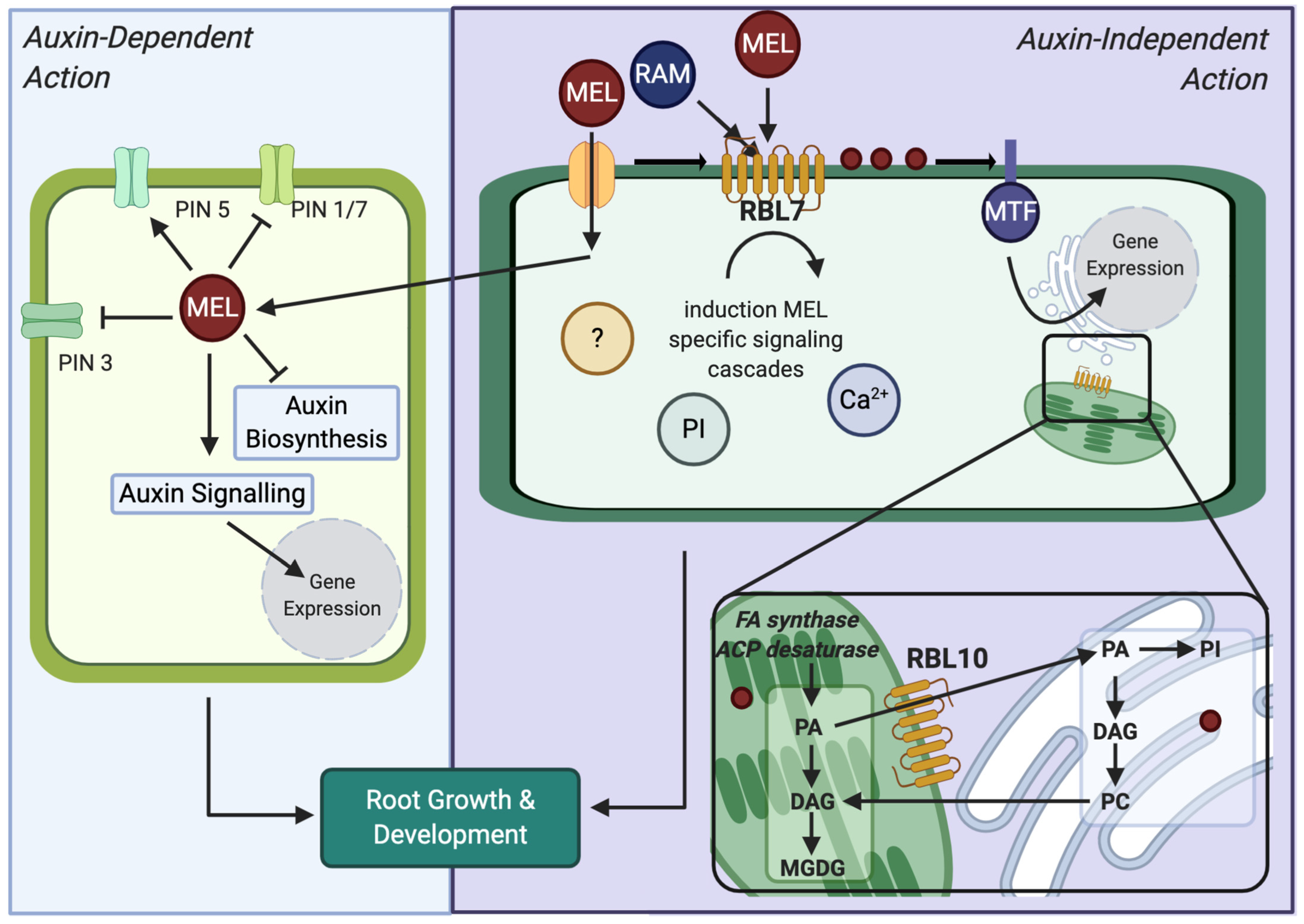 Biomolecules 12 00882 g007 Biomolecules 12 00882 g007
