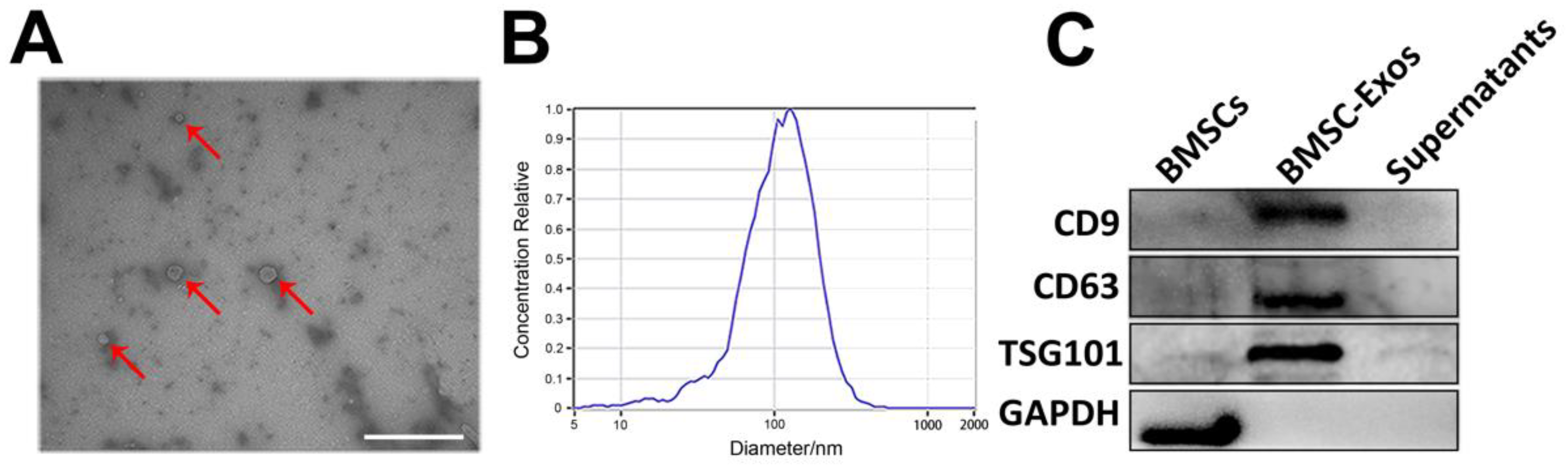 Biomolecules 12 00883 g002