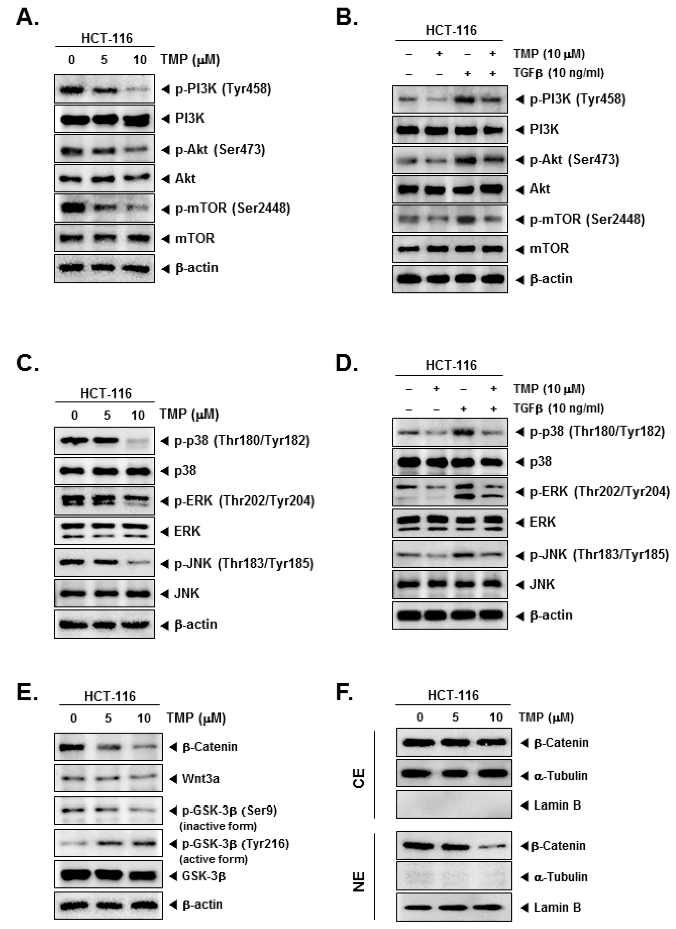 Biomolecules 12 00891 g003 Biomolecules 12 00891 g003