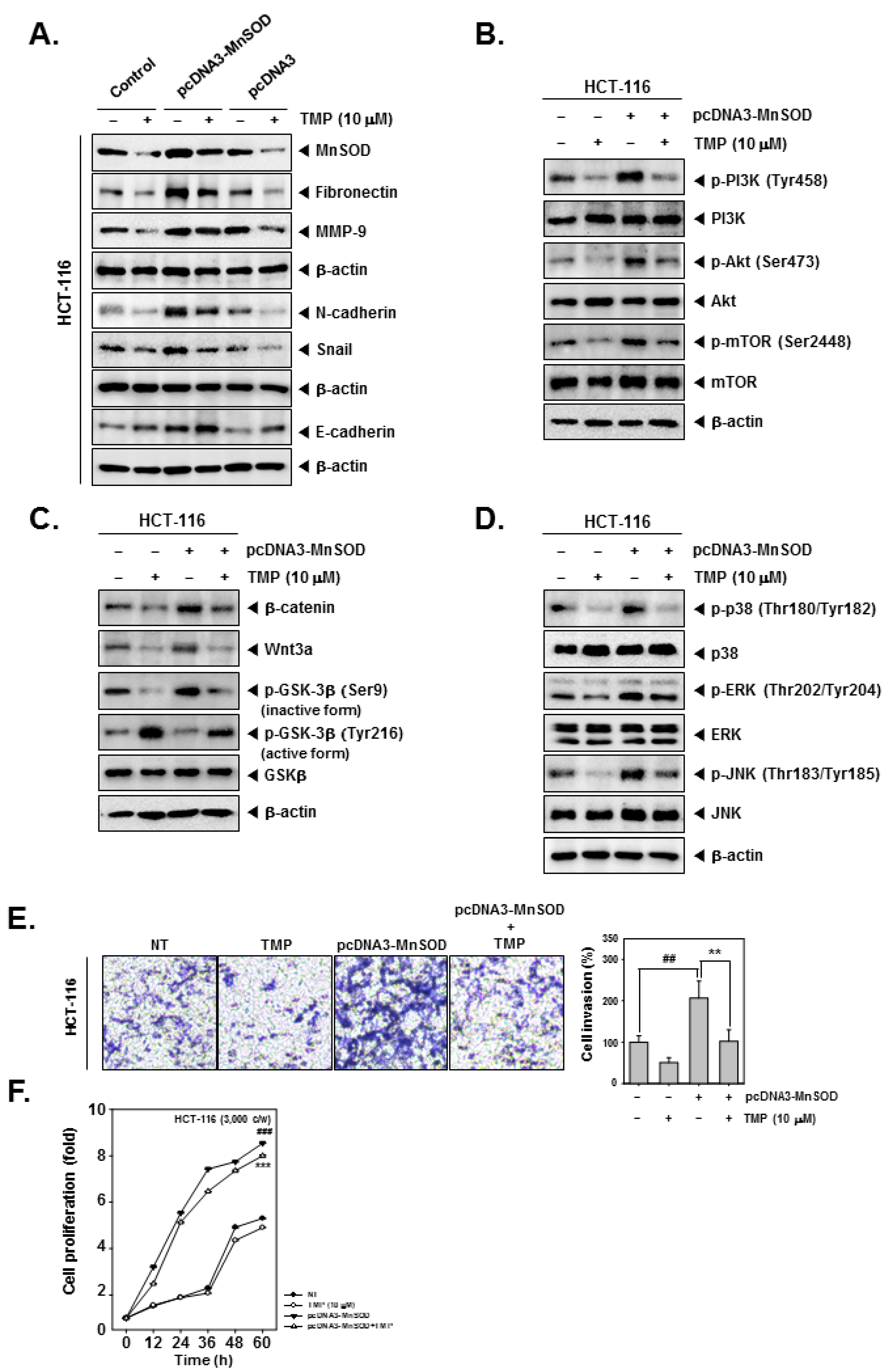 Biomolecules 12 00891 g004 Biomolecules 12 00891 g004