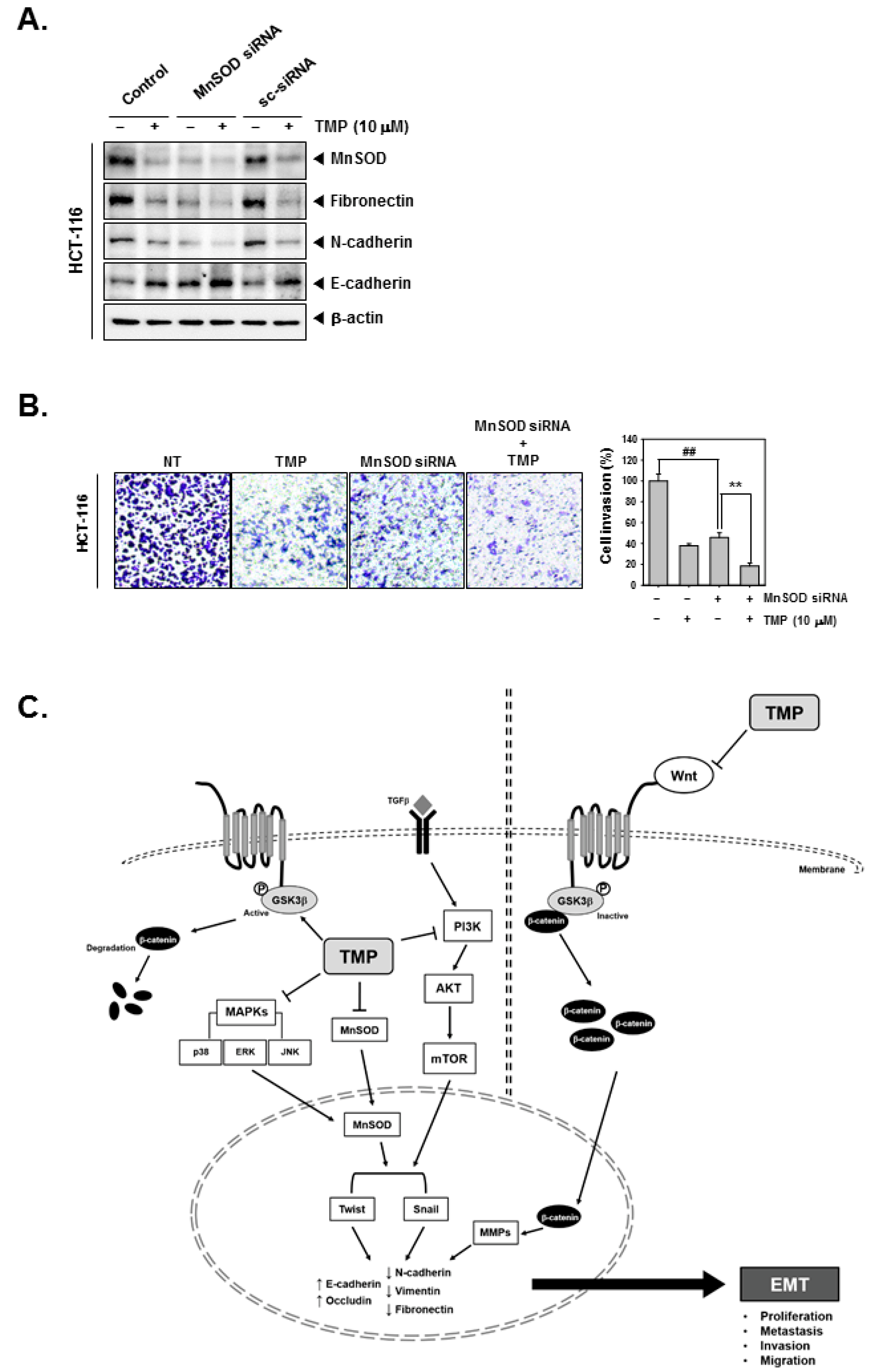 Biomolecules 12 00891 g005 Biomolecules 12 00891 g005