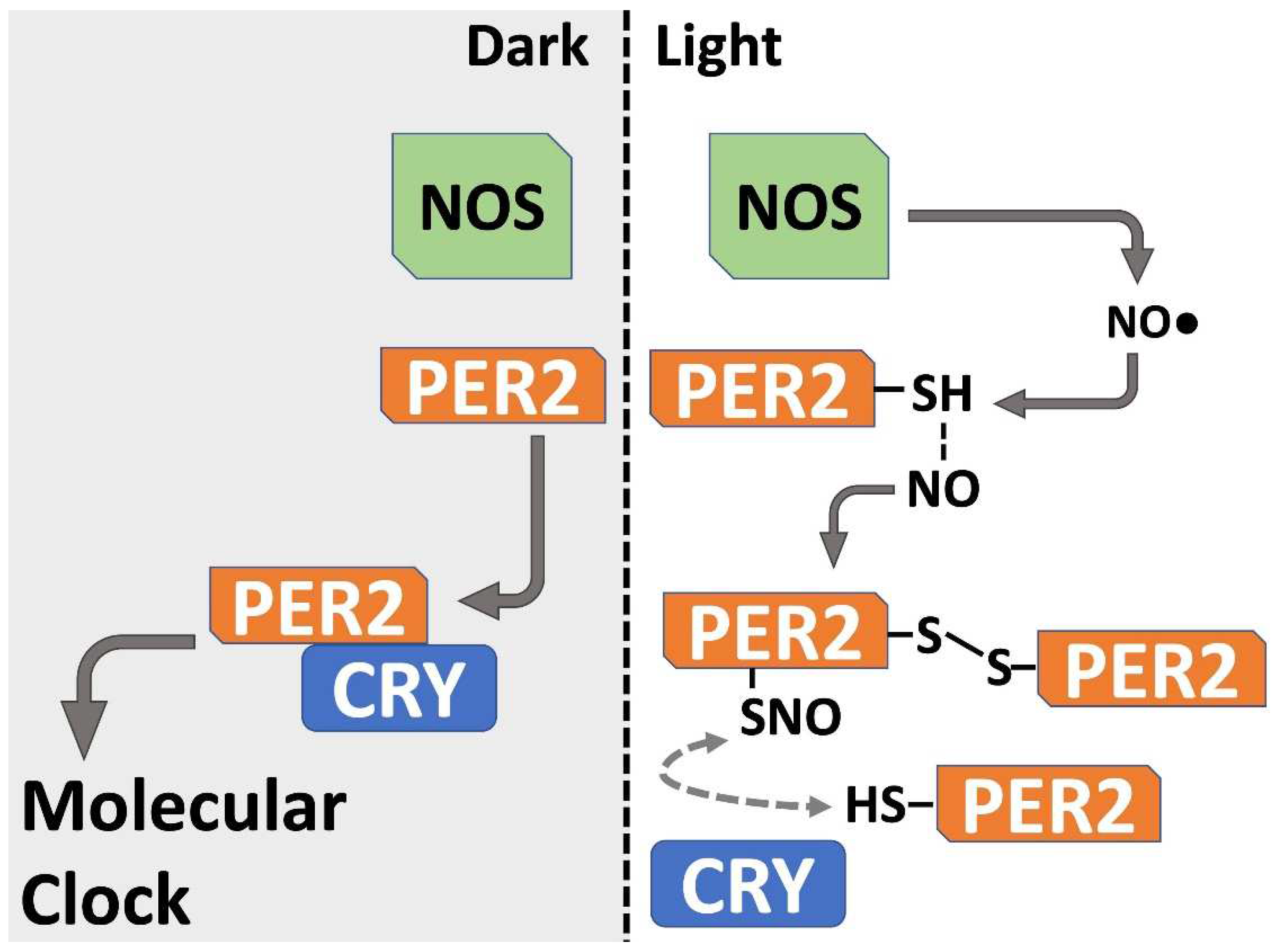 Biomolecules 12 00892 g004 Biomolecules 12 00892 g004