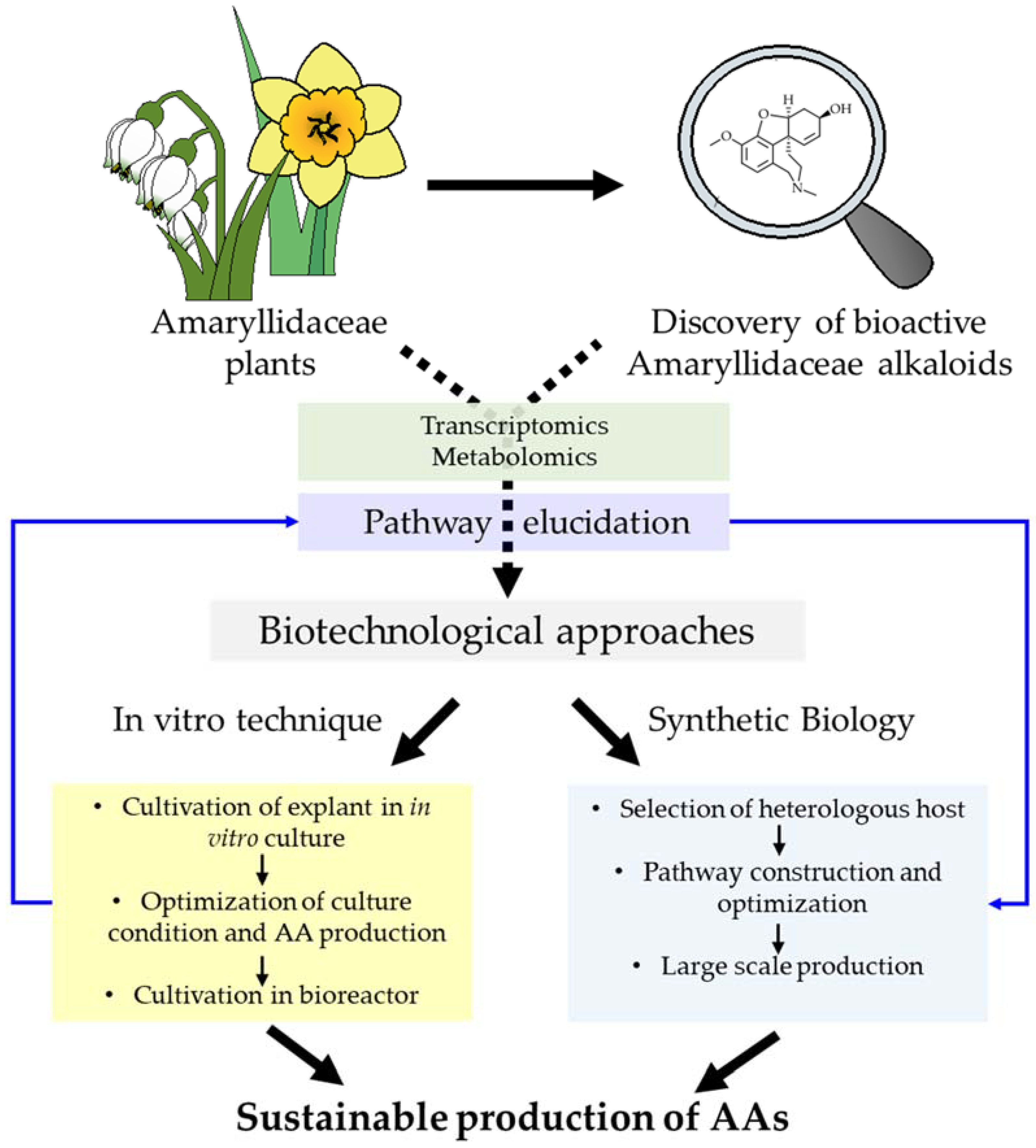 Biomolecules 12 00893 g001