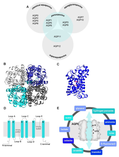The Multifaceted Role of Aquaporin-9 in Health and Its Potential as a ...