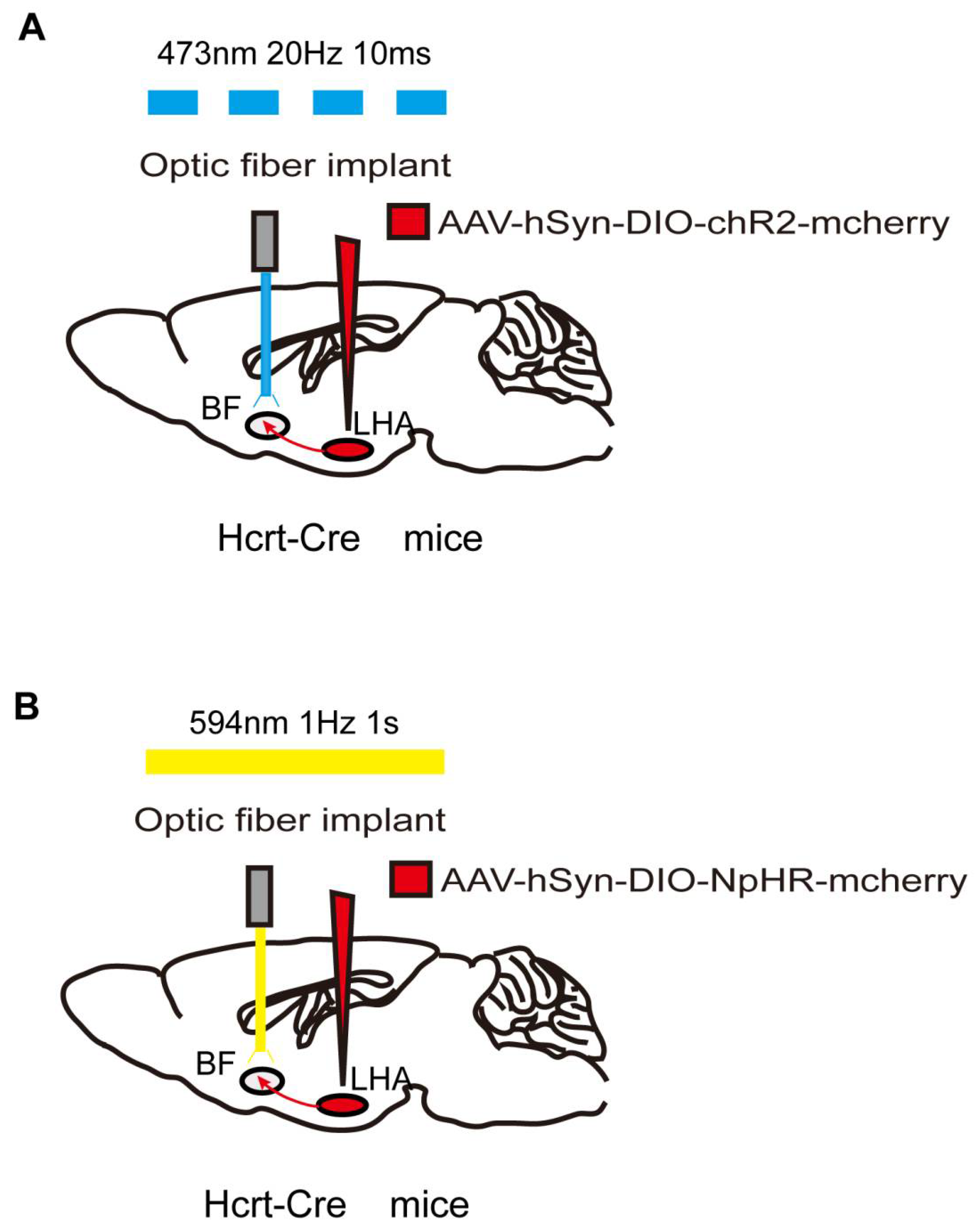 Biomolecules 12 00898 g003 550