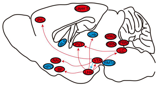 Regulation of Neural Circuitry under General Anesthesia: New