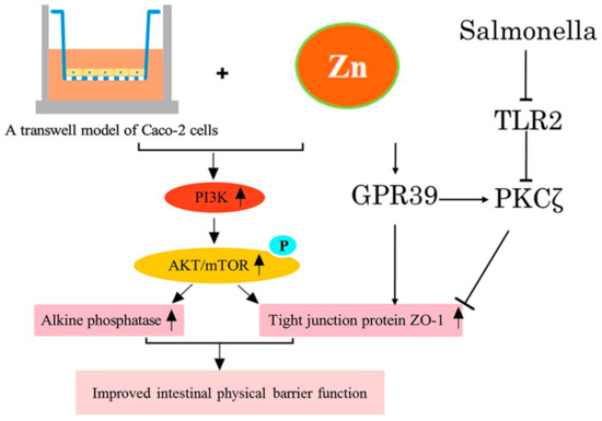 メナード Semaphorin 3A-mediated perineuronal nets formation incubates