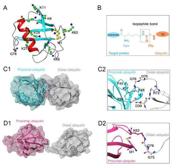 Biomolecules | Free Full-Text | Structural and Functional Basis of