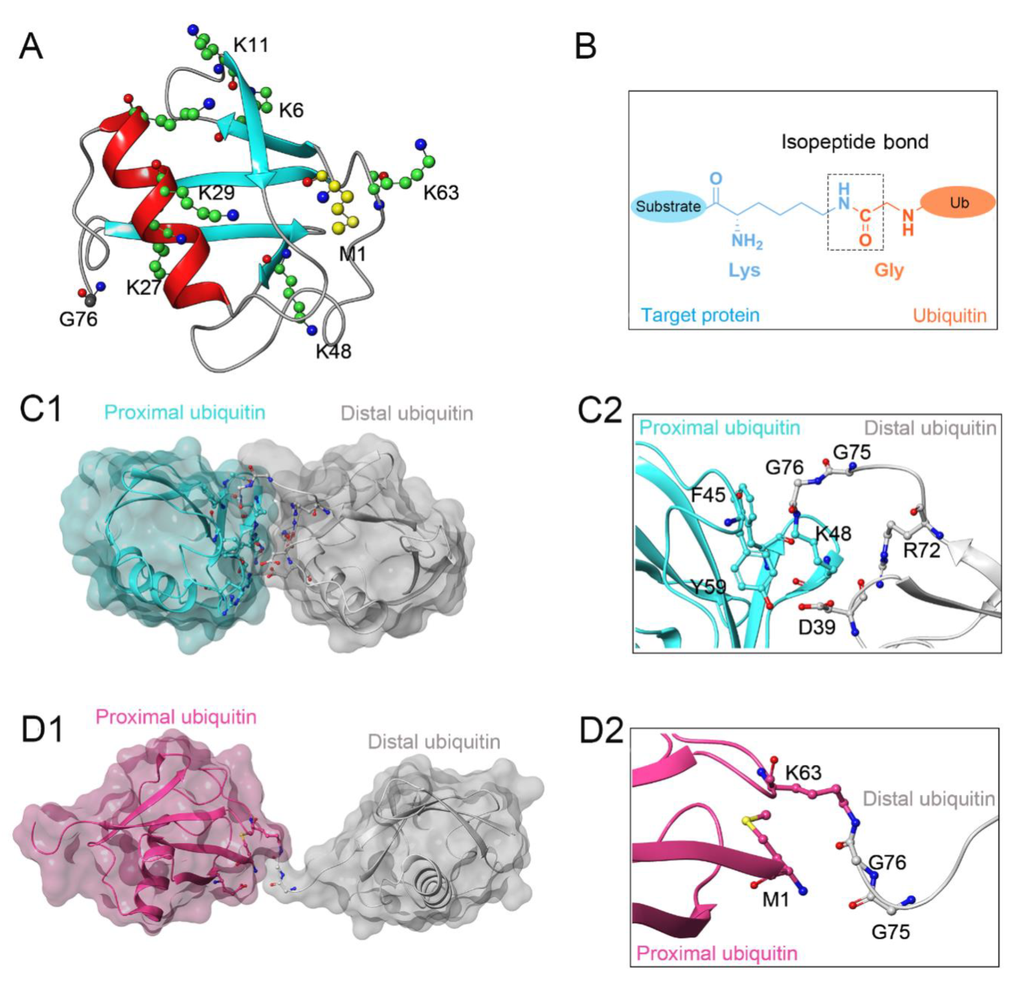 Biomolecules 12 00910 g001