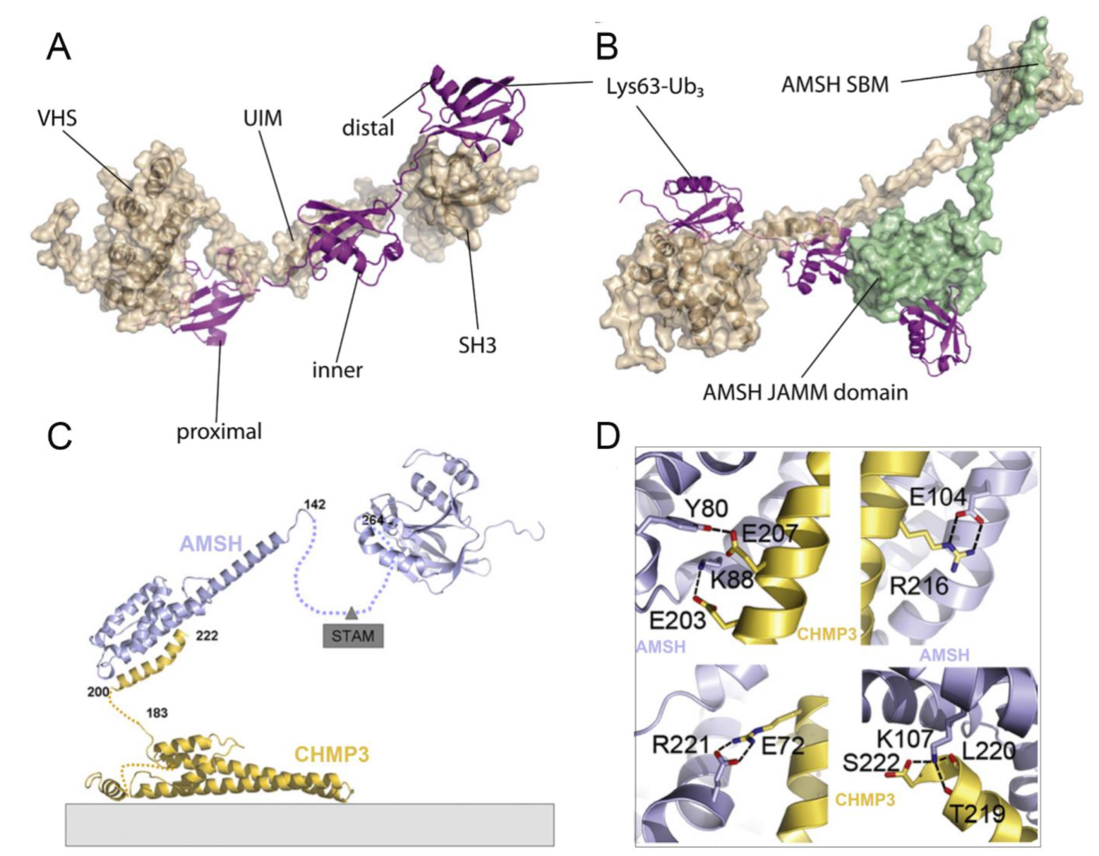 Biomolecules 12 00910 g004