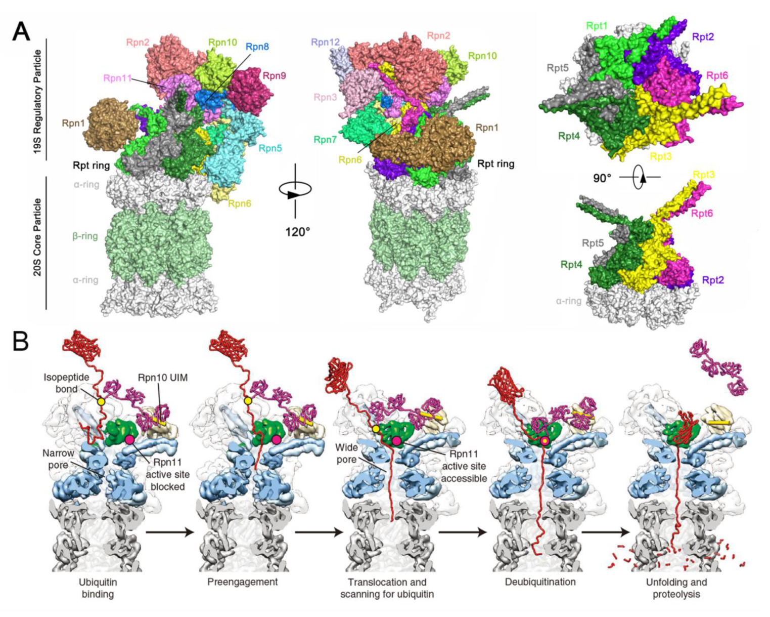 Biomolecules 12 00910 g006