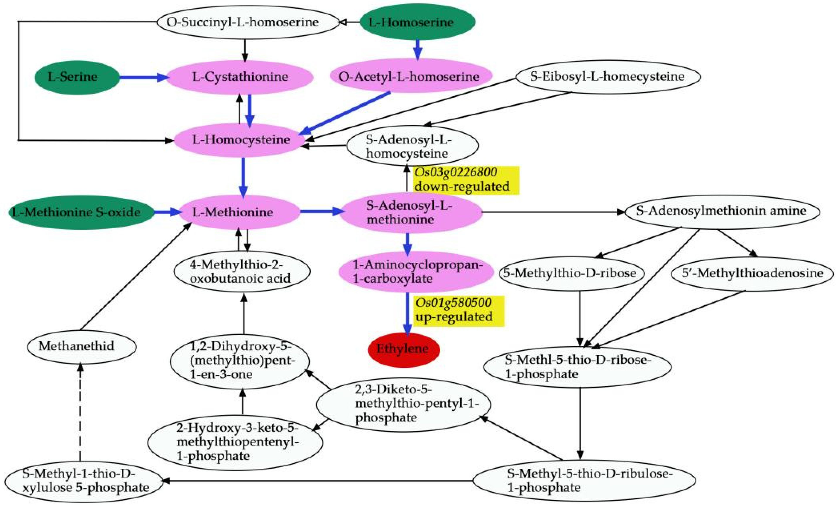Biomolecules 12 00918 g015