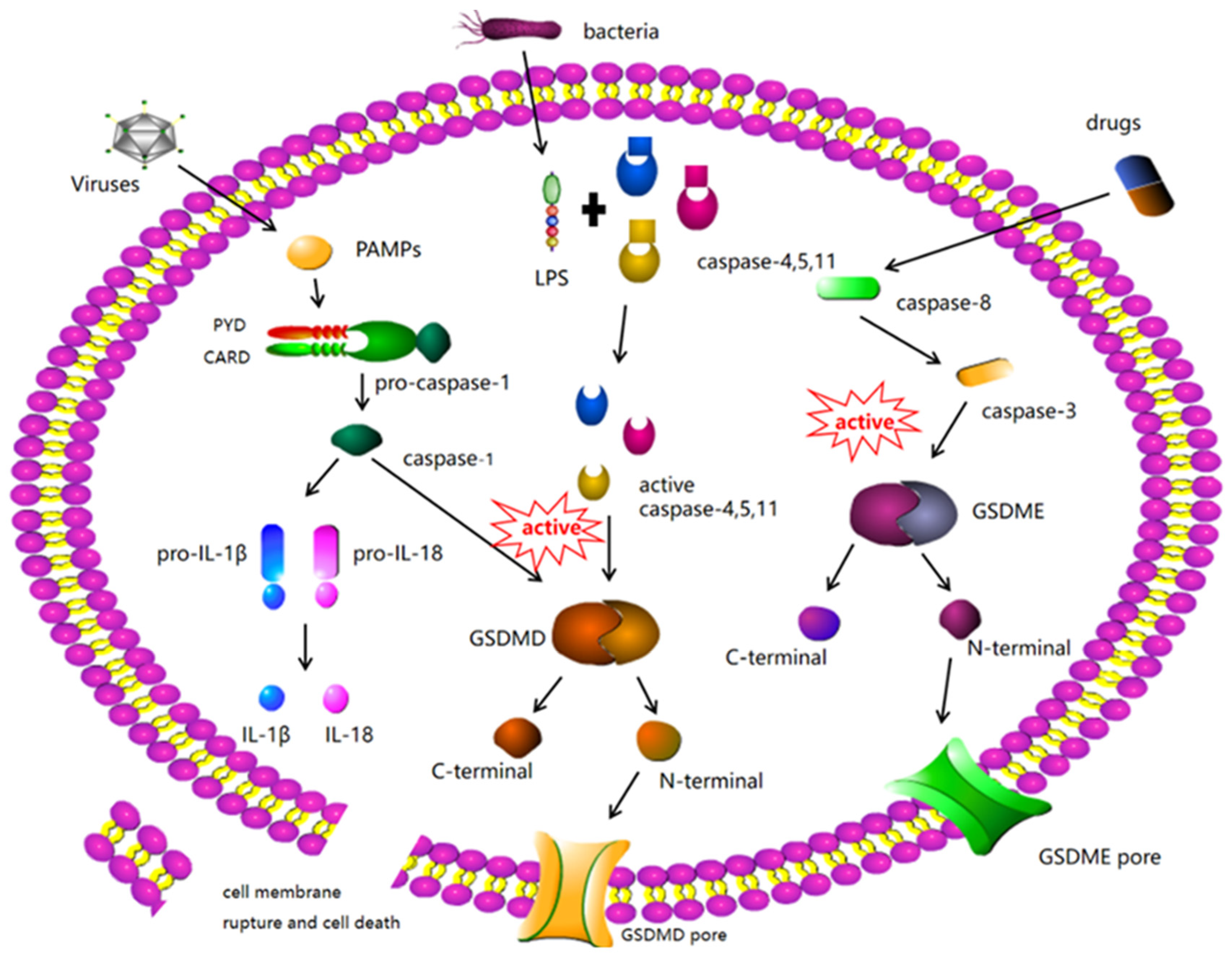 Biomolecules 12 00924 g001