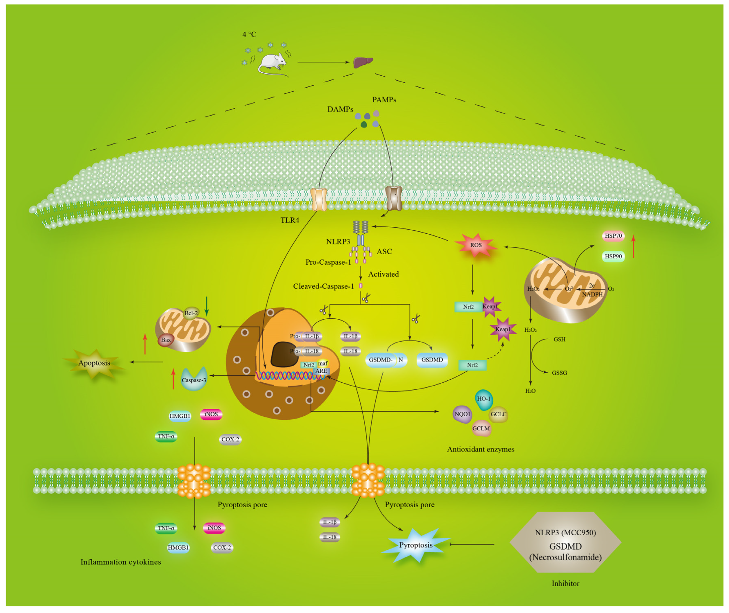 Biomolecules 12 00927 g009