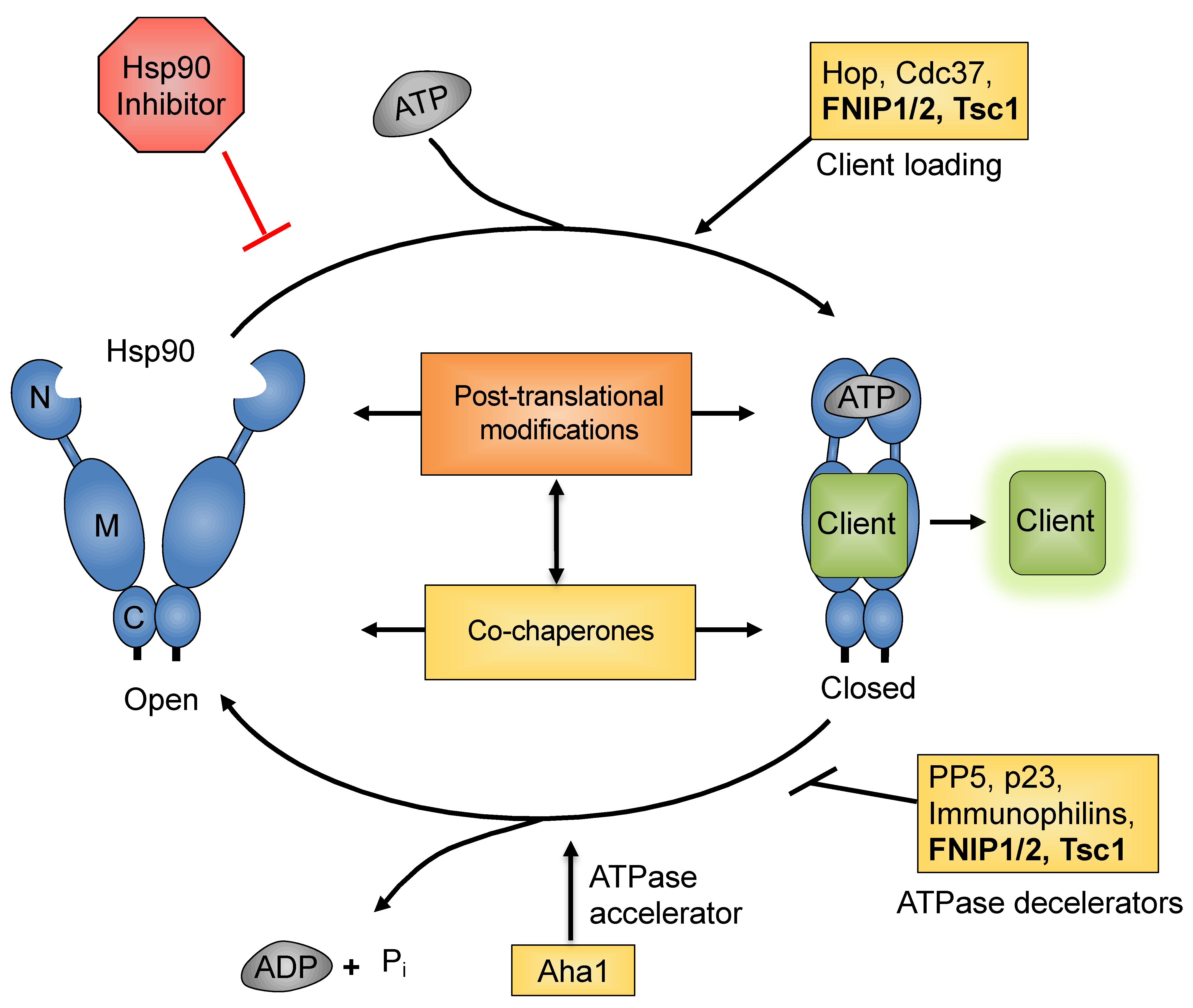 Biomolecules 12 00928 g002