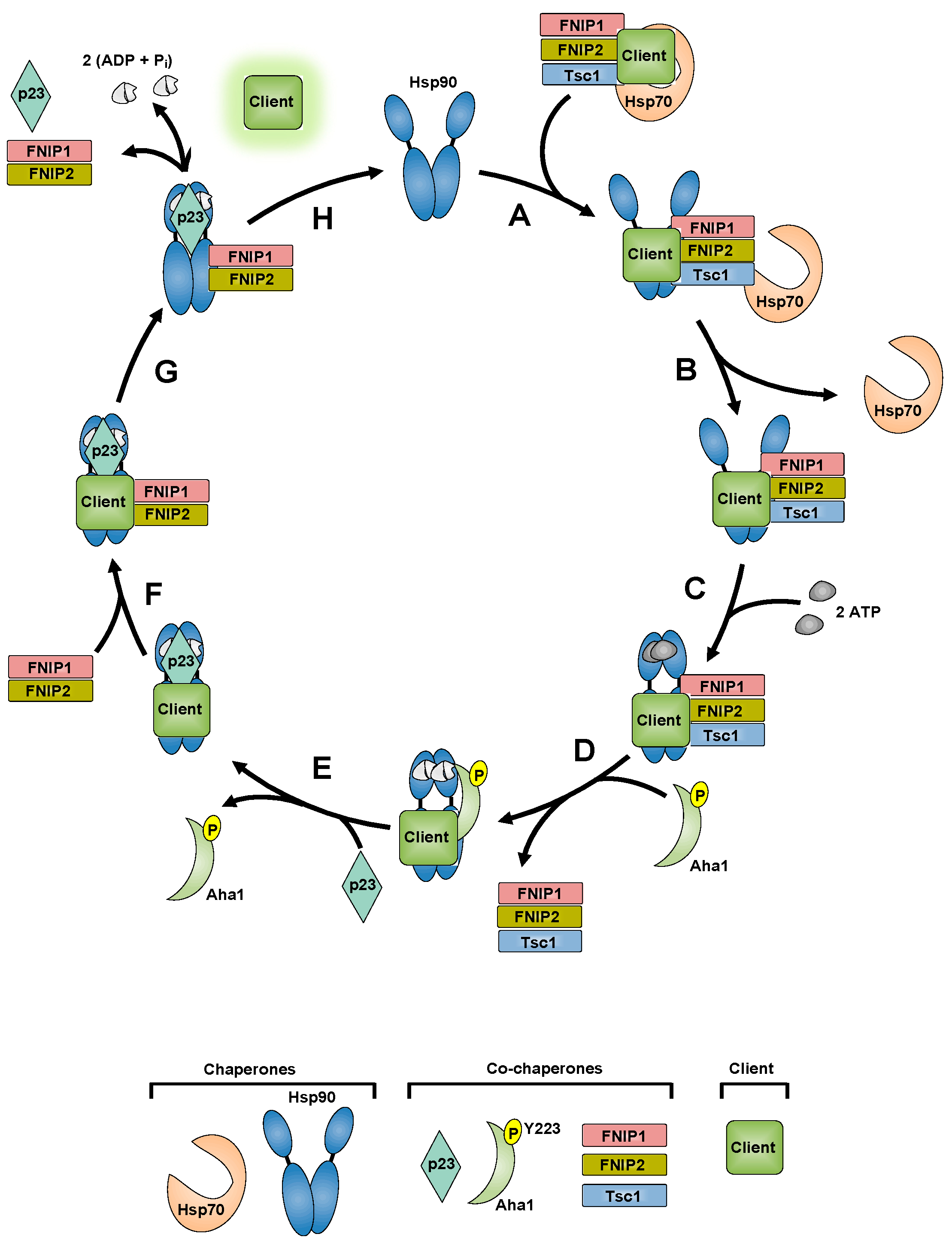 Biomolecules 12 00928 g004