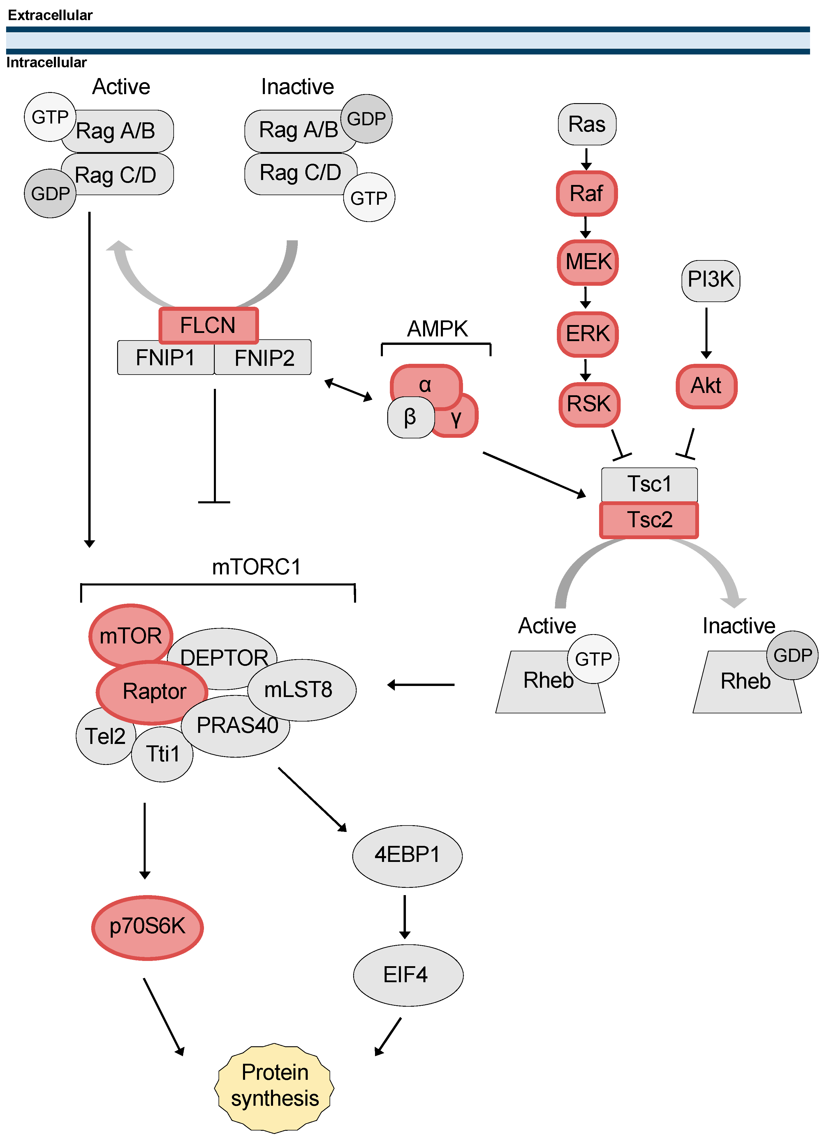 Biomolecules 12 00928 g005