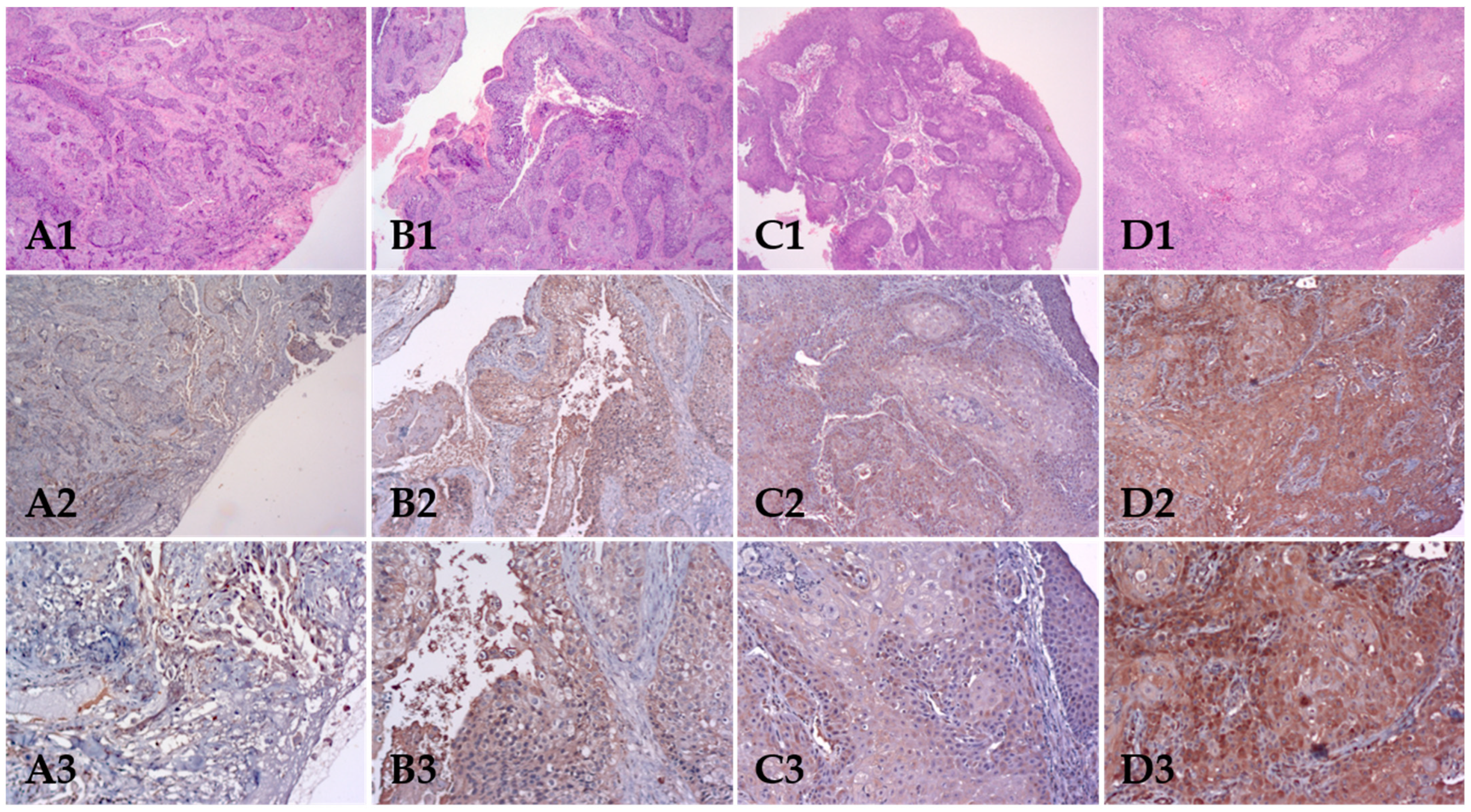 Biomolecules 12 00935 g001