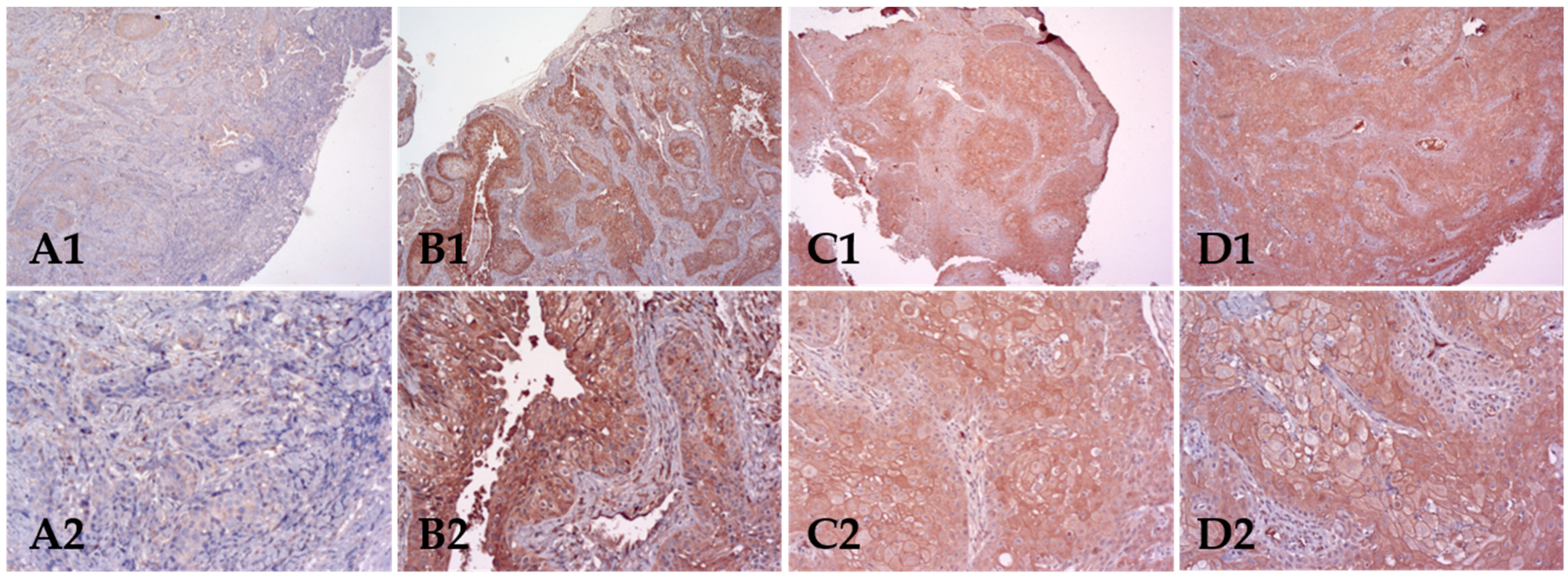 Biomolecules 12 00935 g002