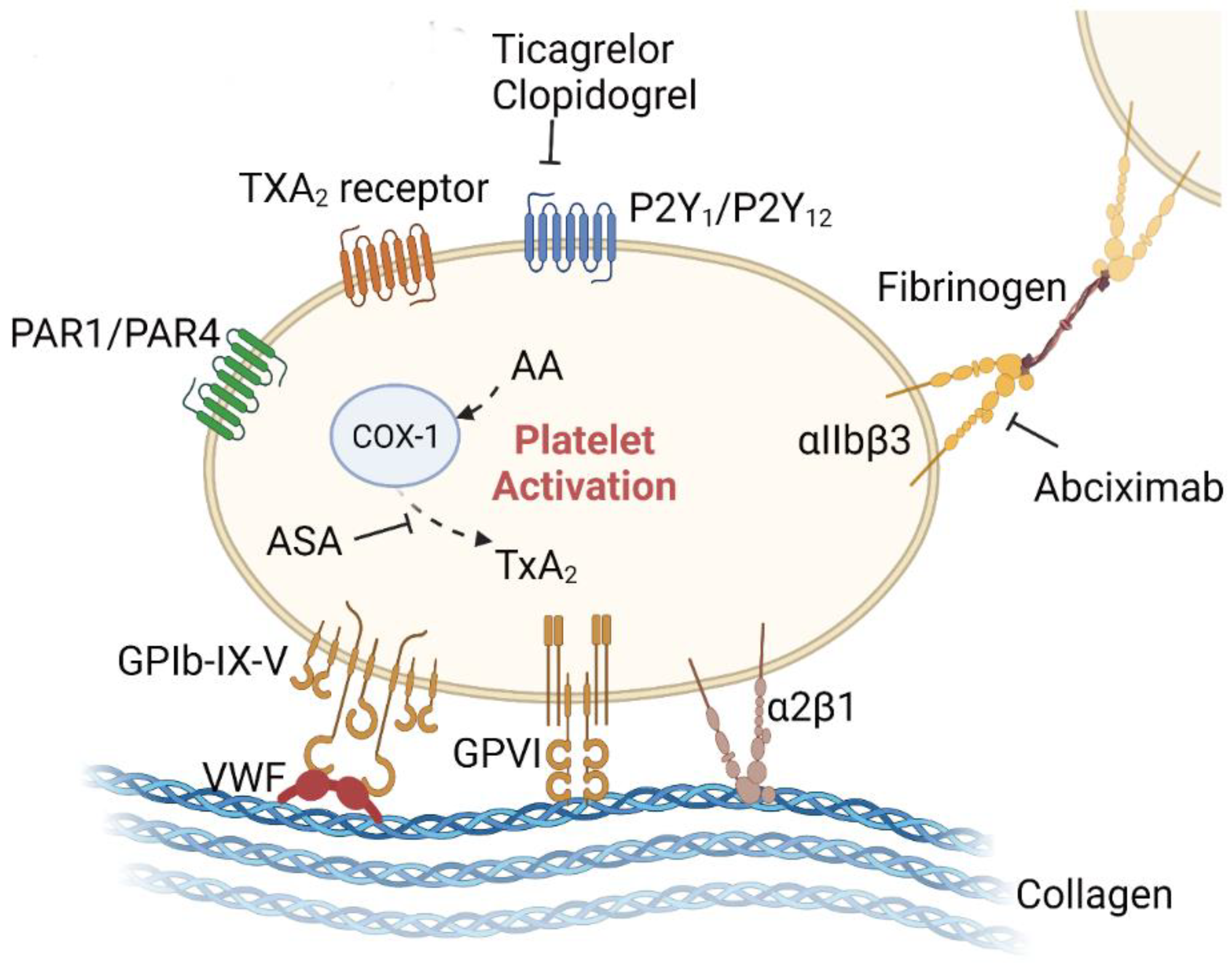 Biomolecules 12 00942 g003 Biomolecules 12 00942 g003