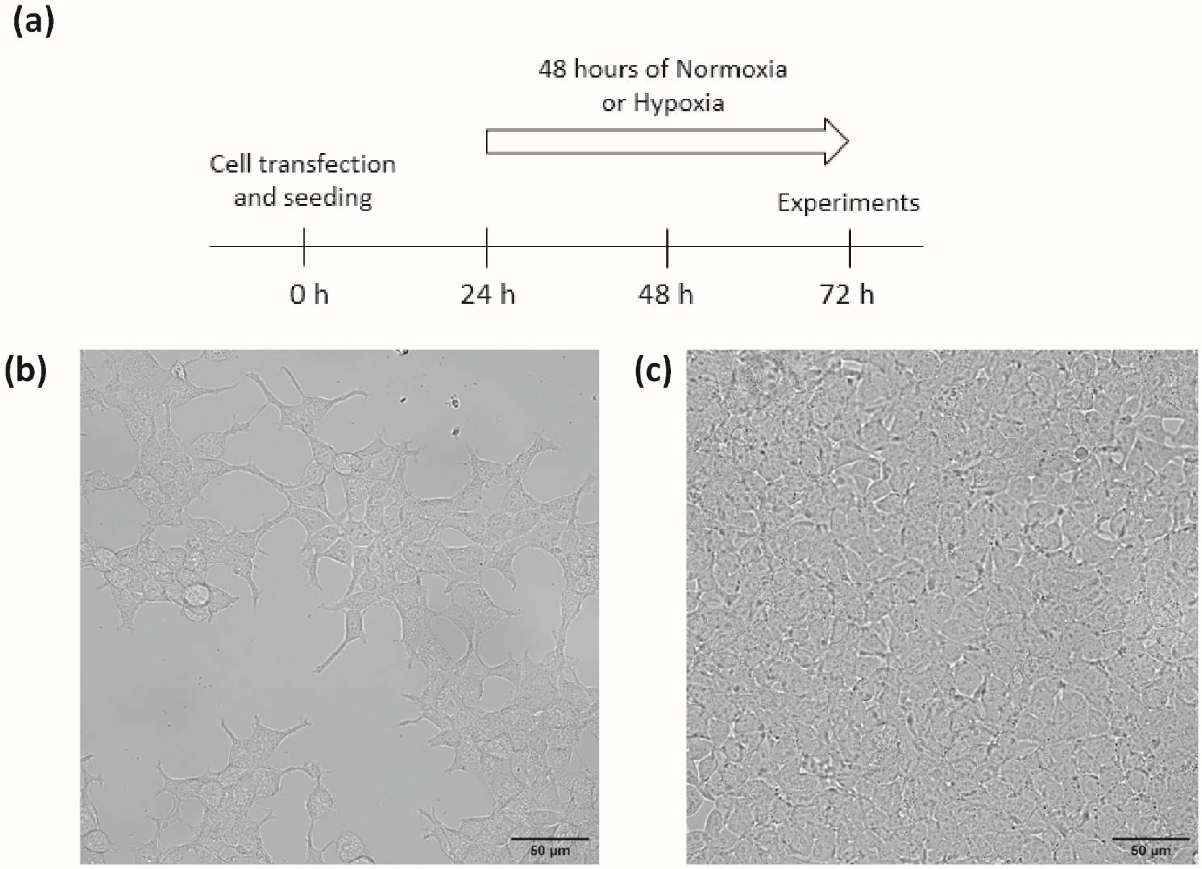 Biomolecules 12 00954 g001 550