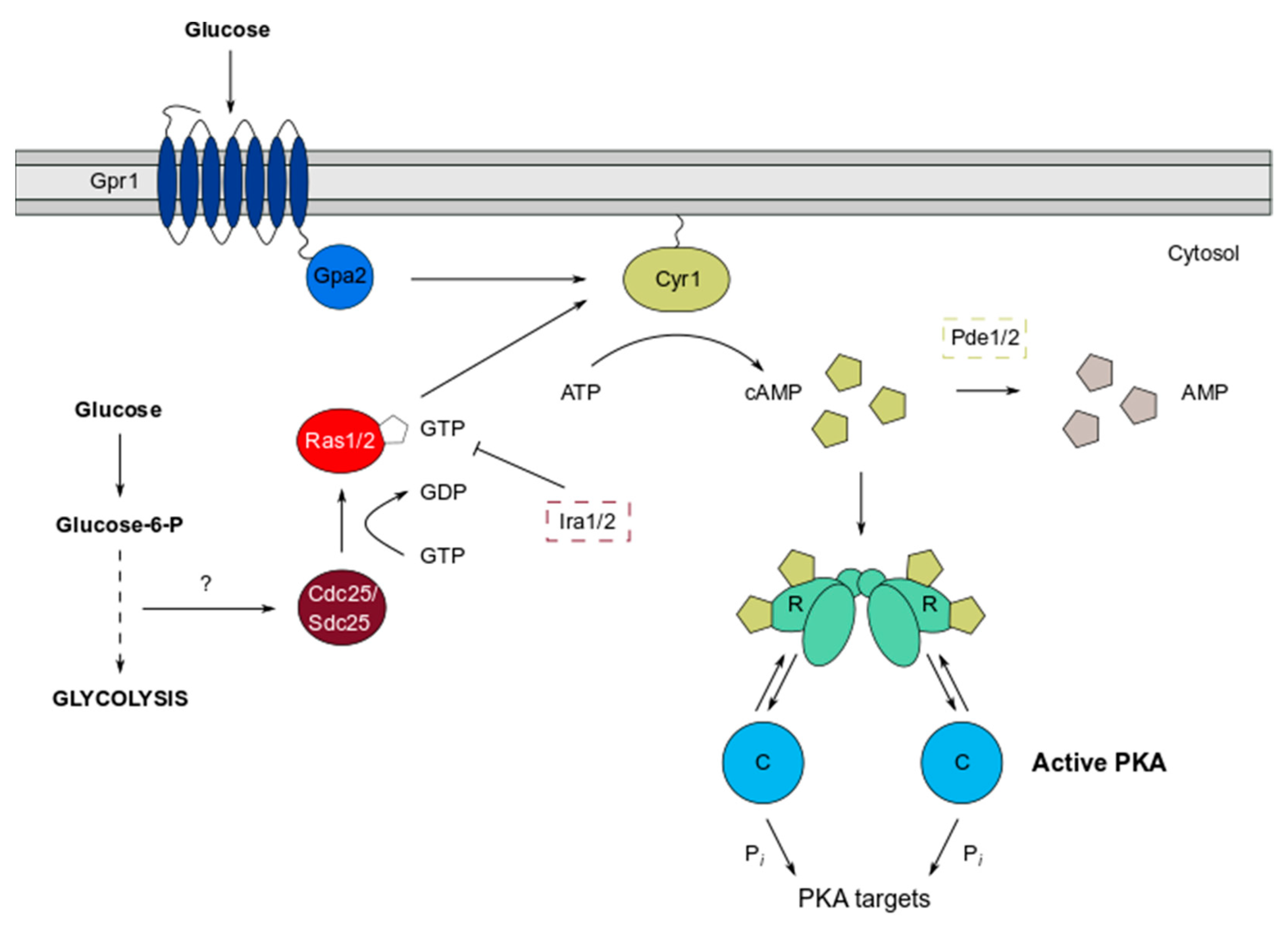 Biomolecules 12 00958 g001