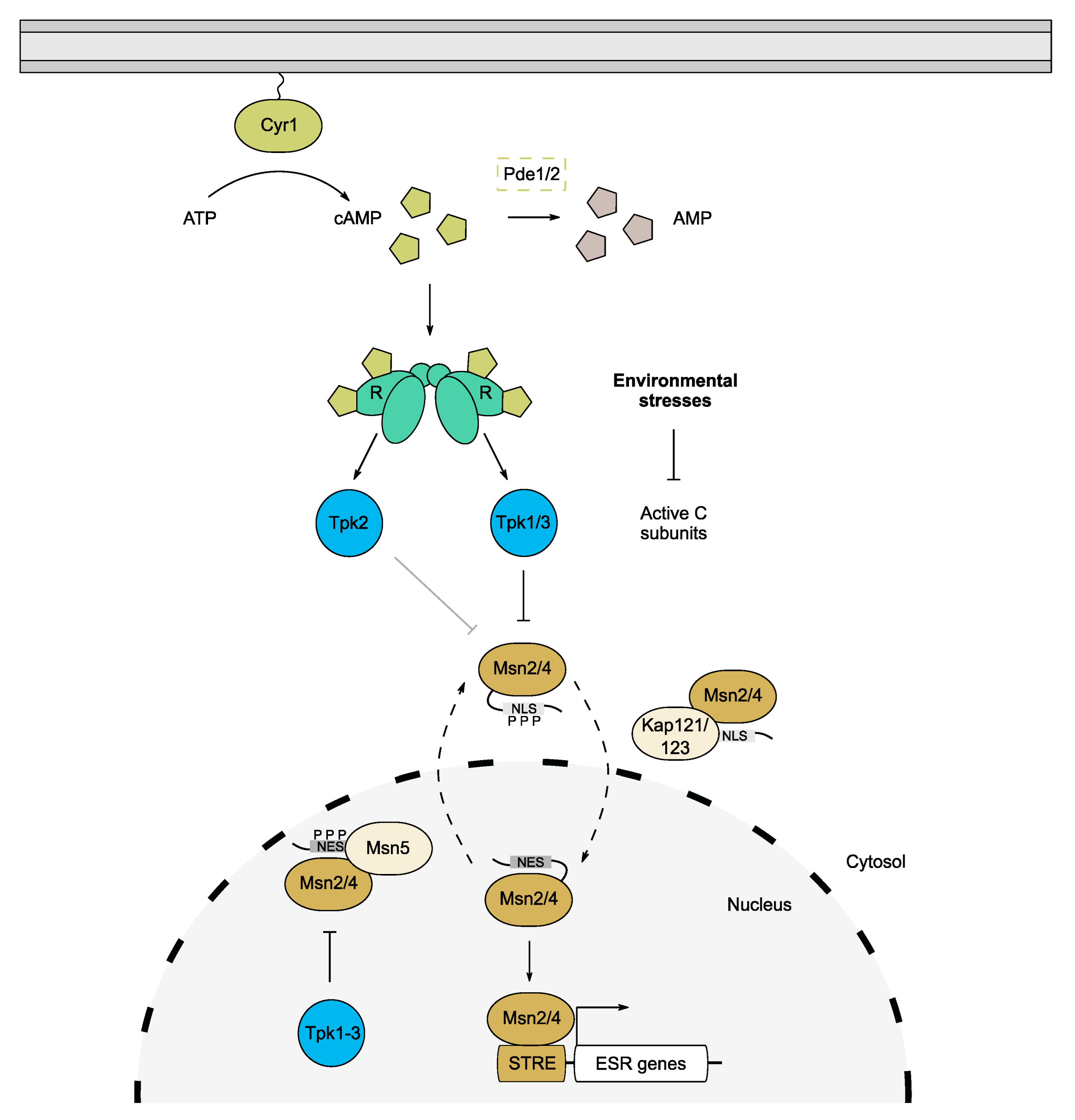 Biomolecules 12 00958 g003