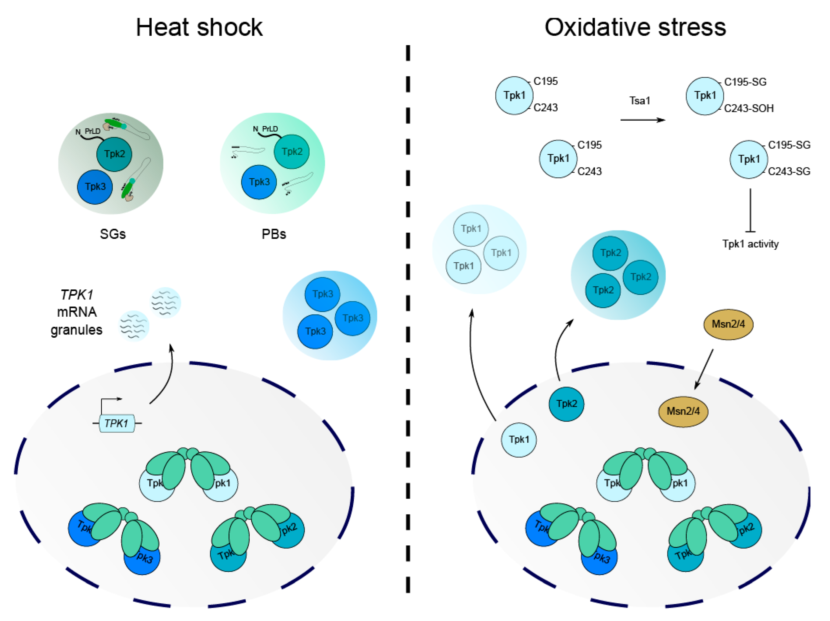 Biomolecules 12 00958 g004