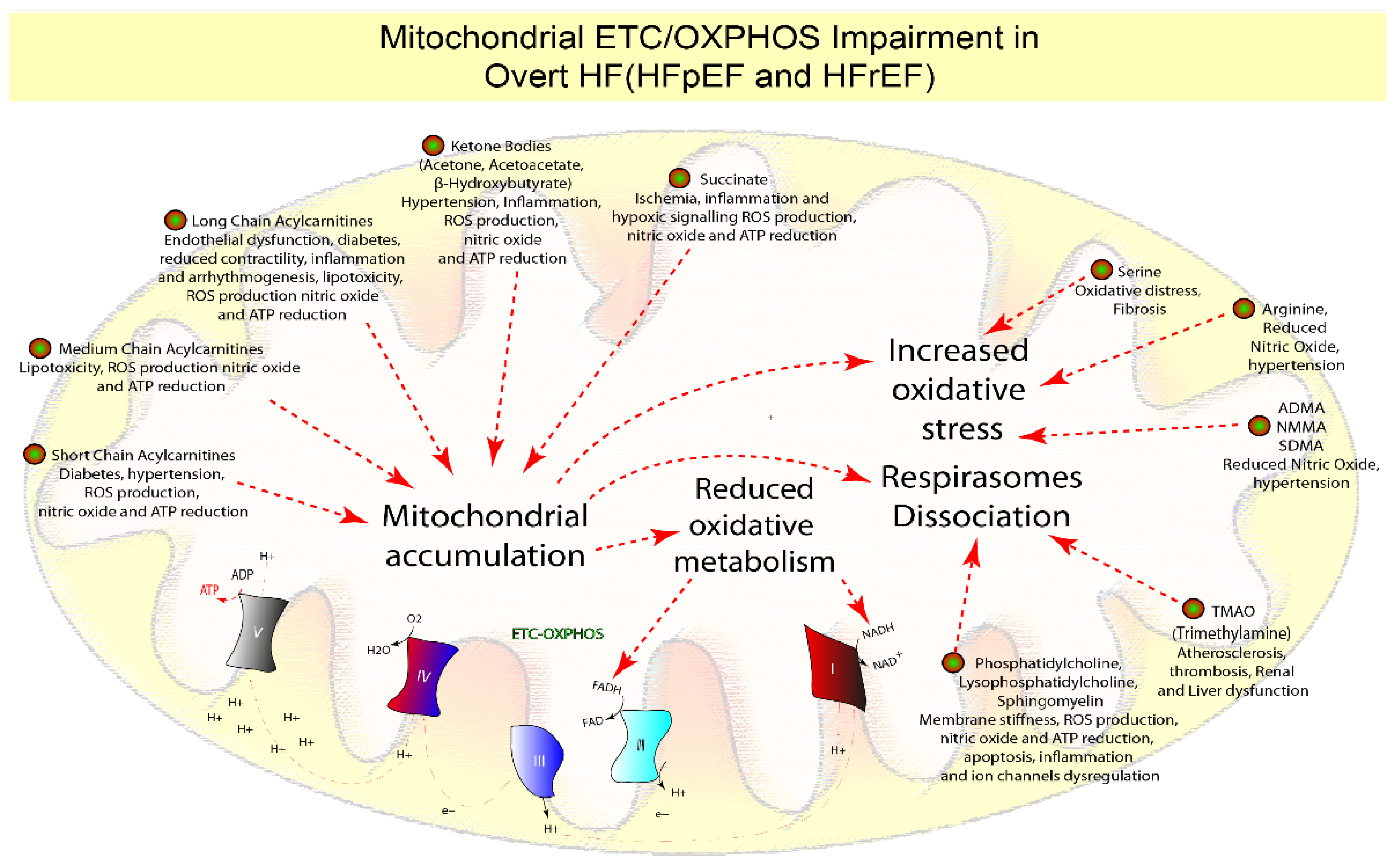 Biomolecules 12 00969 g006