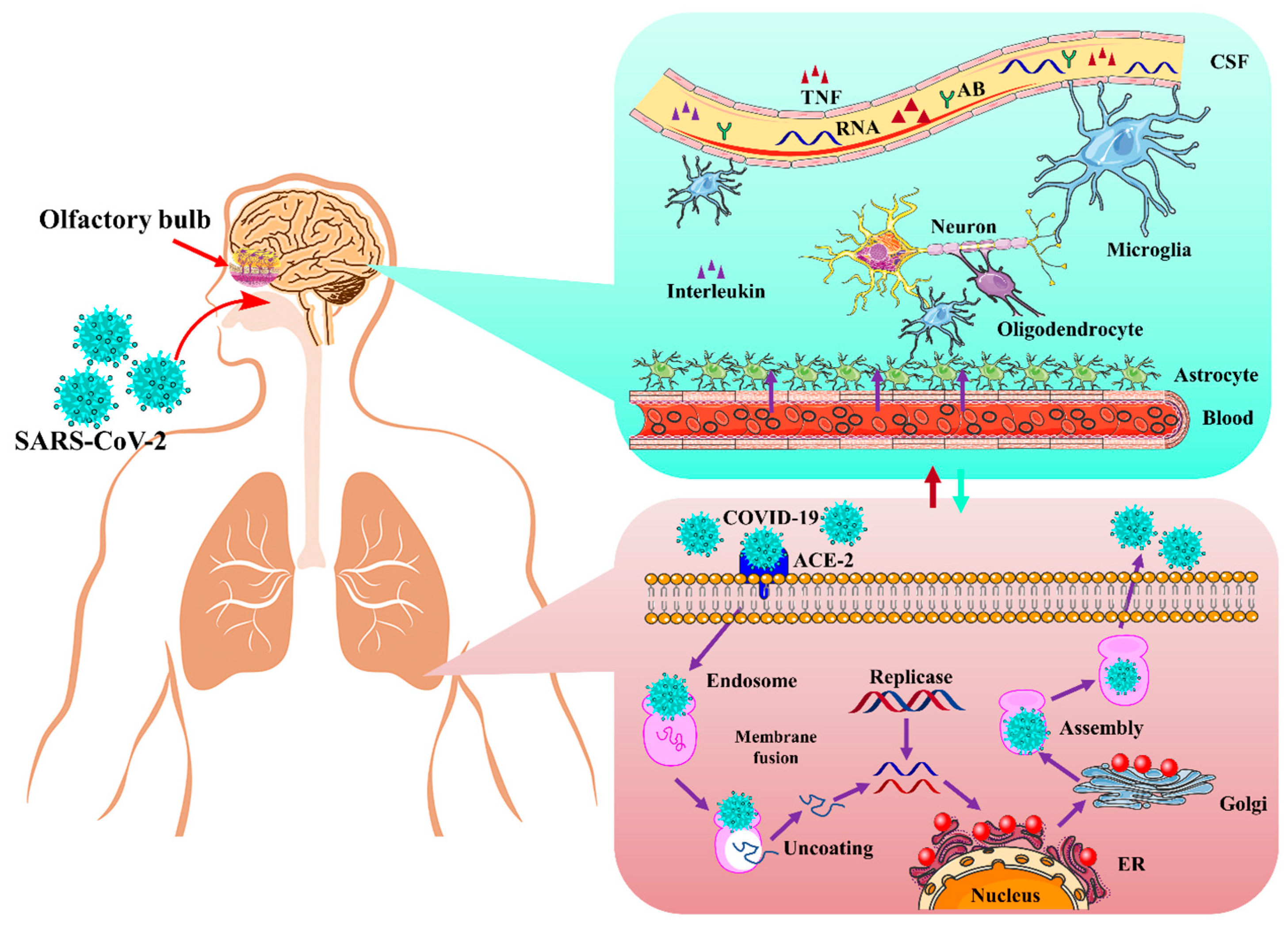 Art-labeling activity: overview of the major systemic veins (2 of 4)