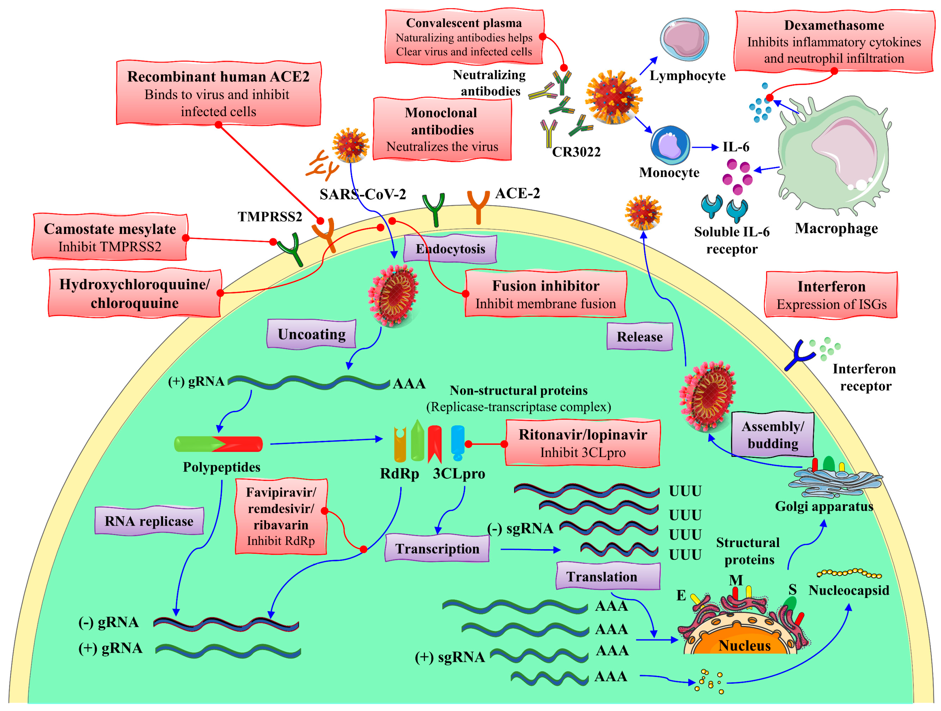 Biomolecules 12 00971 g007 550