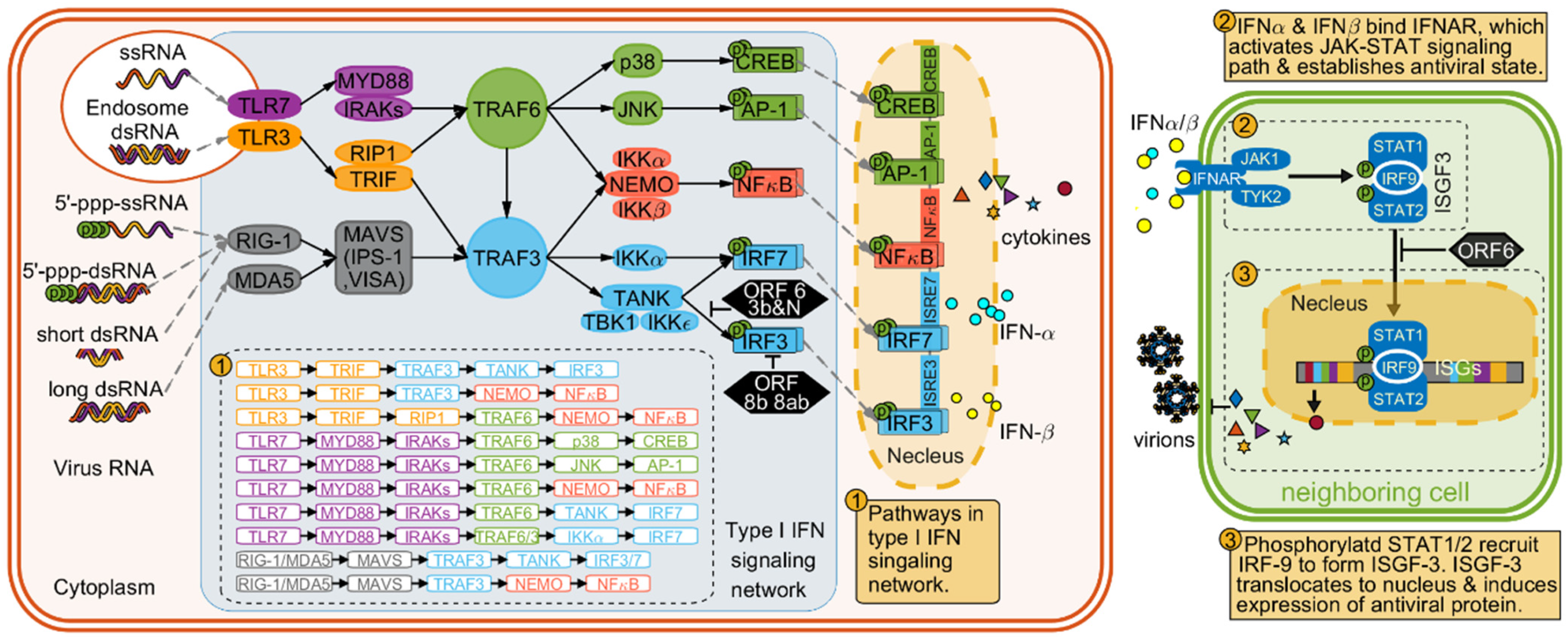 Biomolecules 12 00972 g010 Biomolecules 12 00972 g010