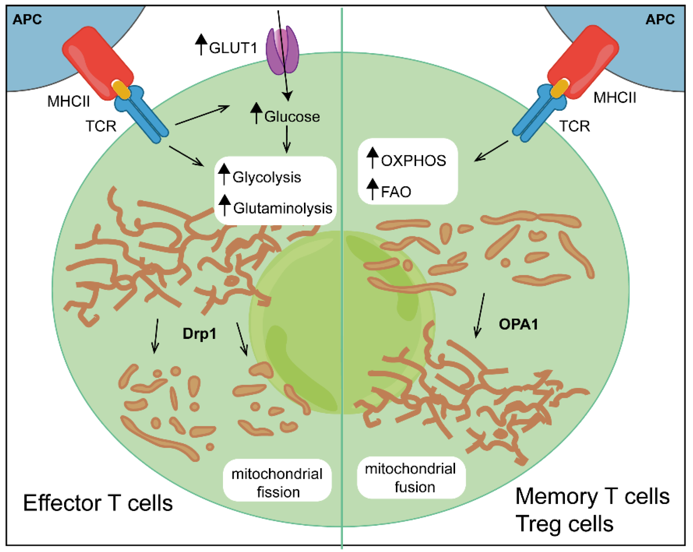 Biomolecules 12 00983 g001 550