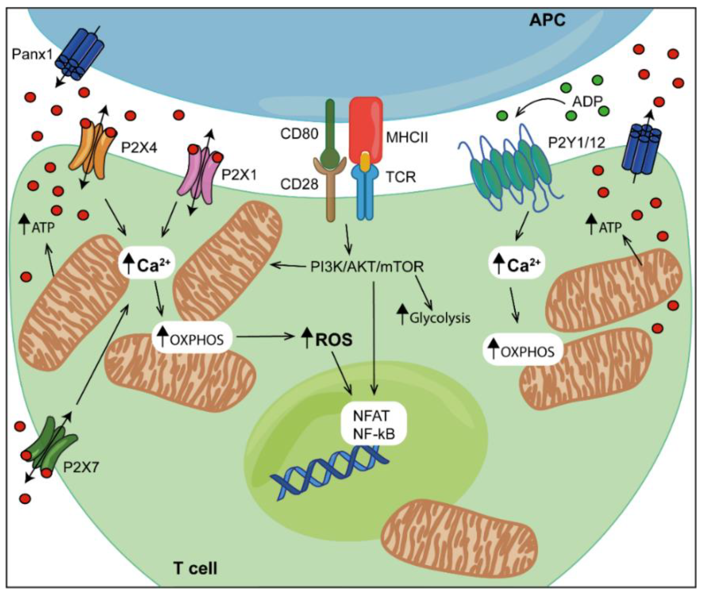 Biomolecules 12 00983 g002 550