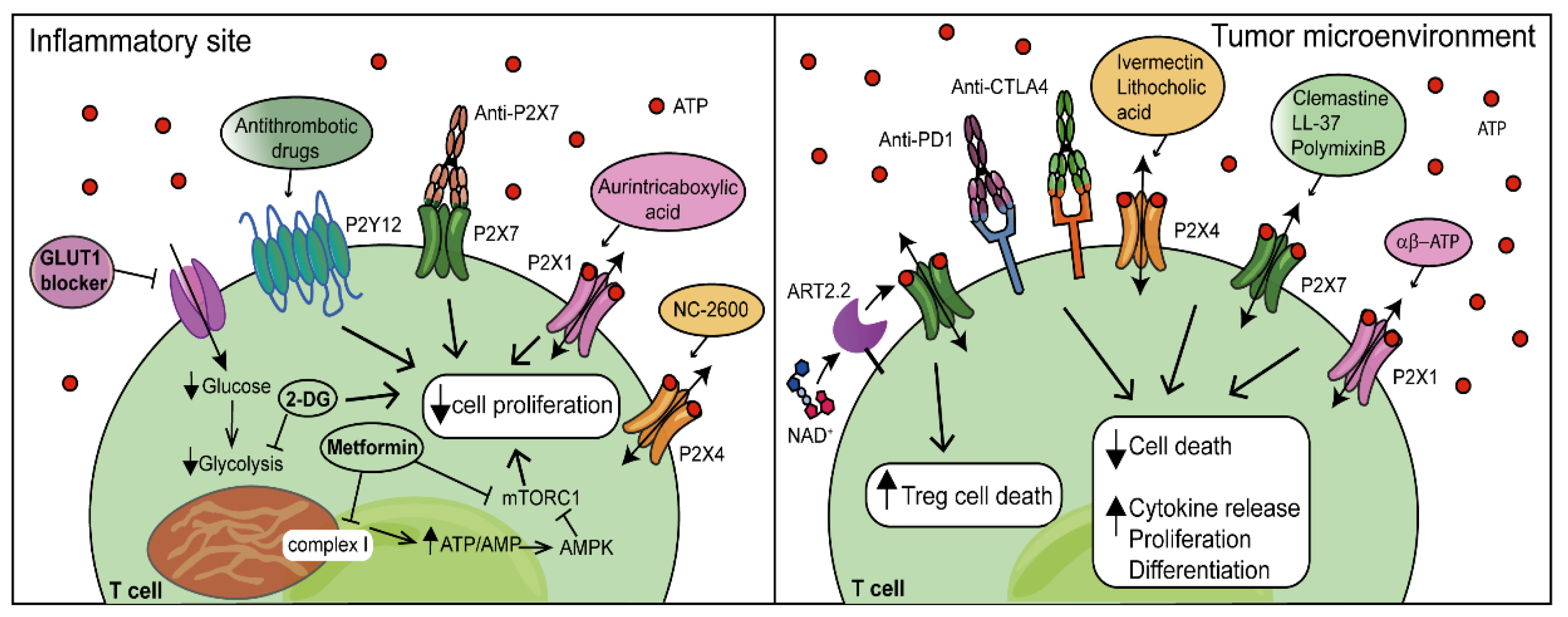 Biomolecules 12 00983 g003 550