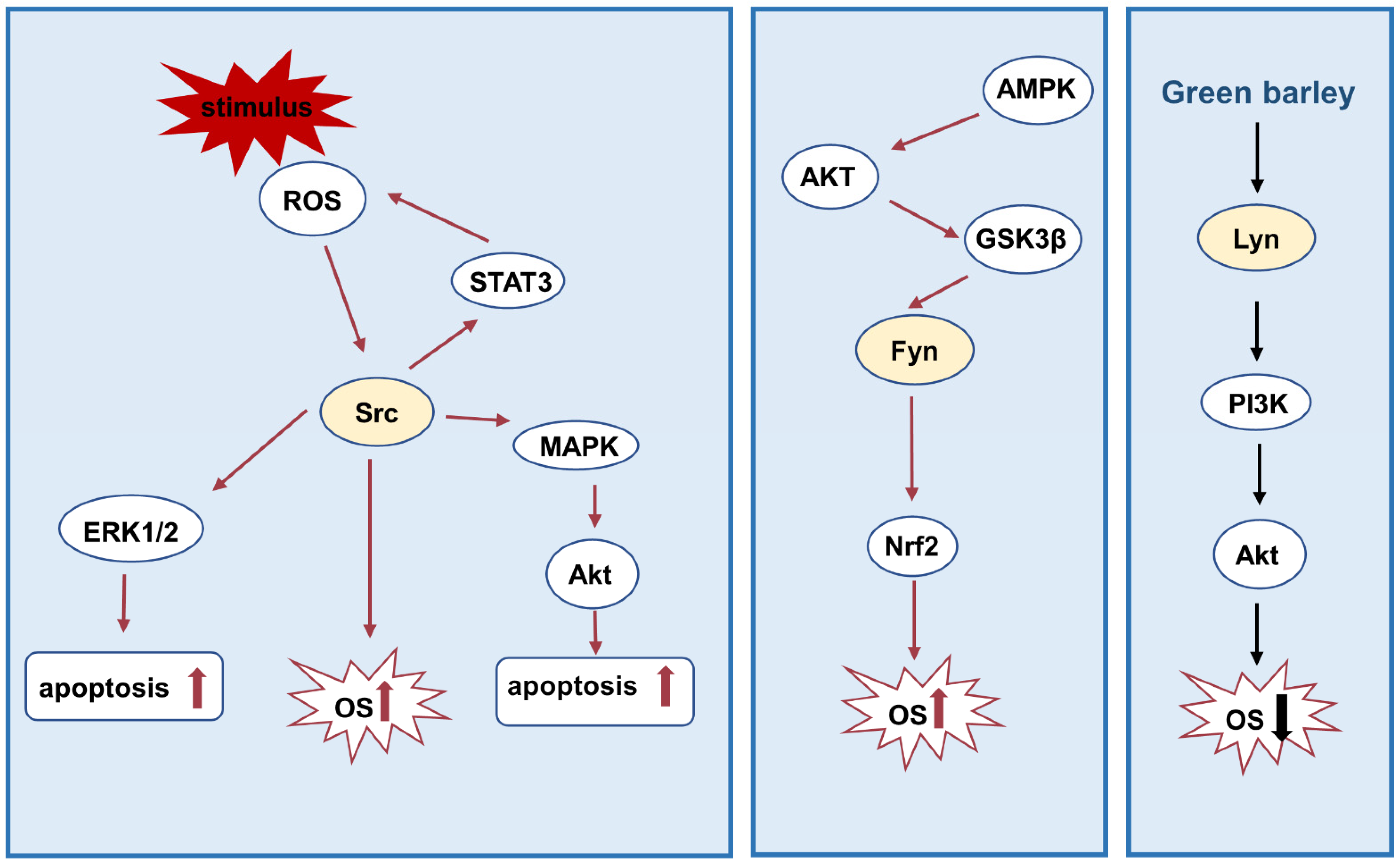 Biomolecules 12 00984 g003 Biomolecules 12 00984 g003