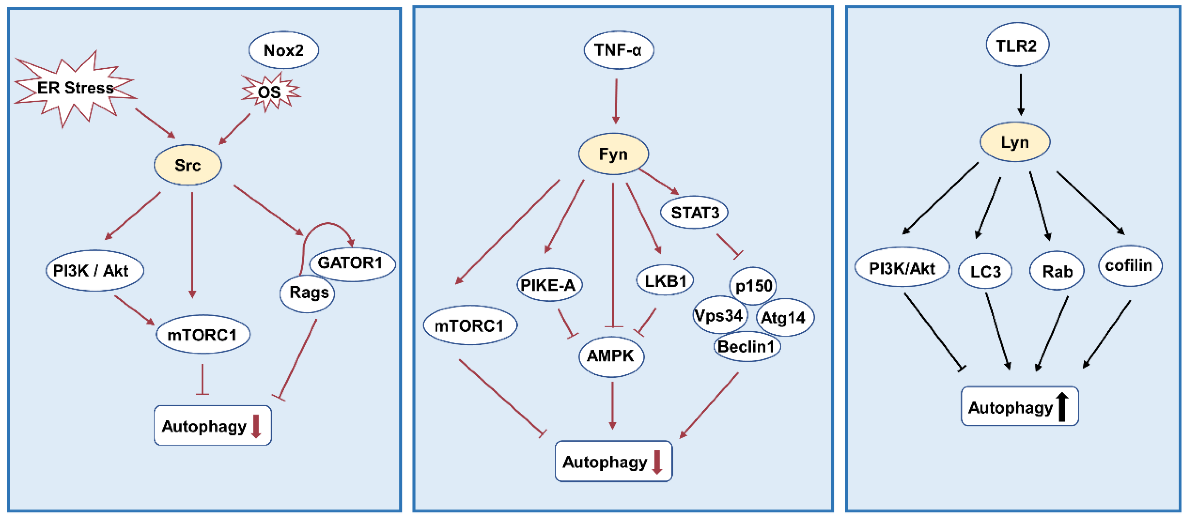 Biomolecules 12 00984 g005 Biomolecules 12 00984 g005