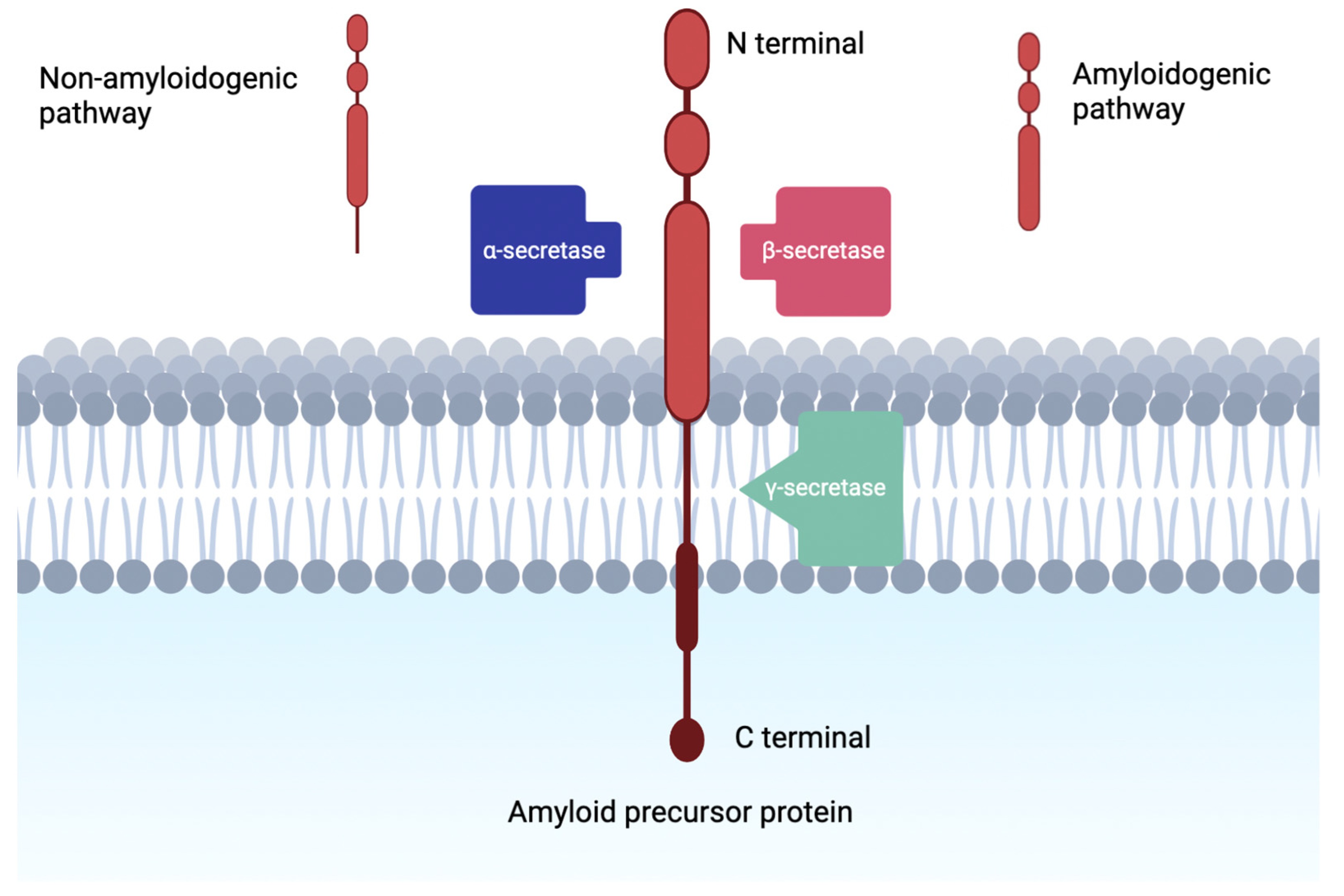 Biomolecules 12 00996 g001