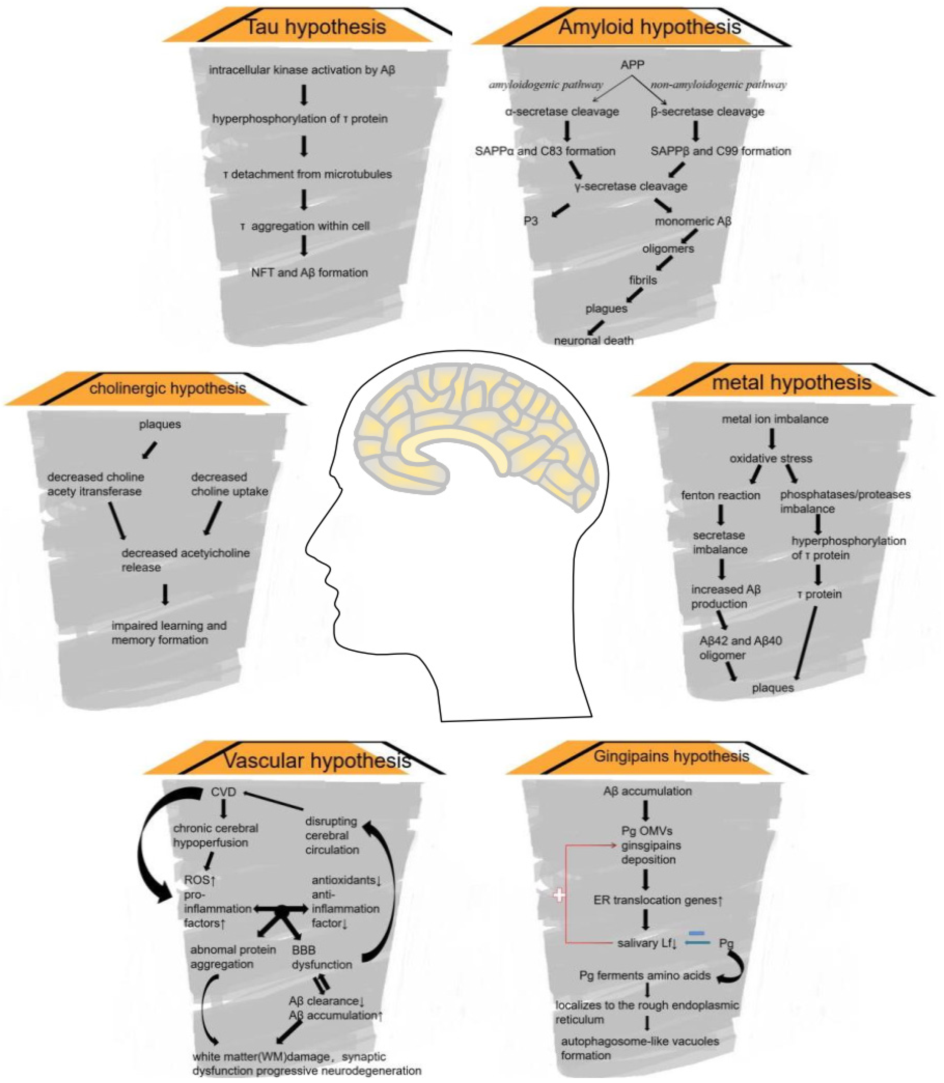 Biomolecules | Free Full-Text | Zinc in Cognitive Impairment and Aging