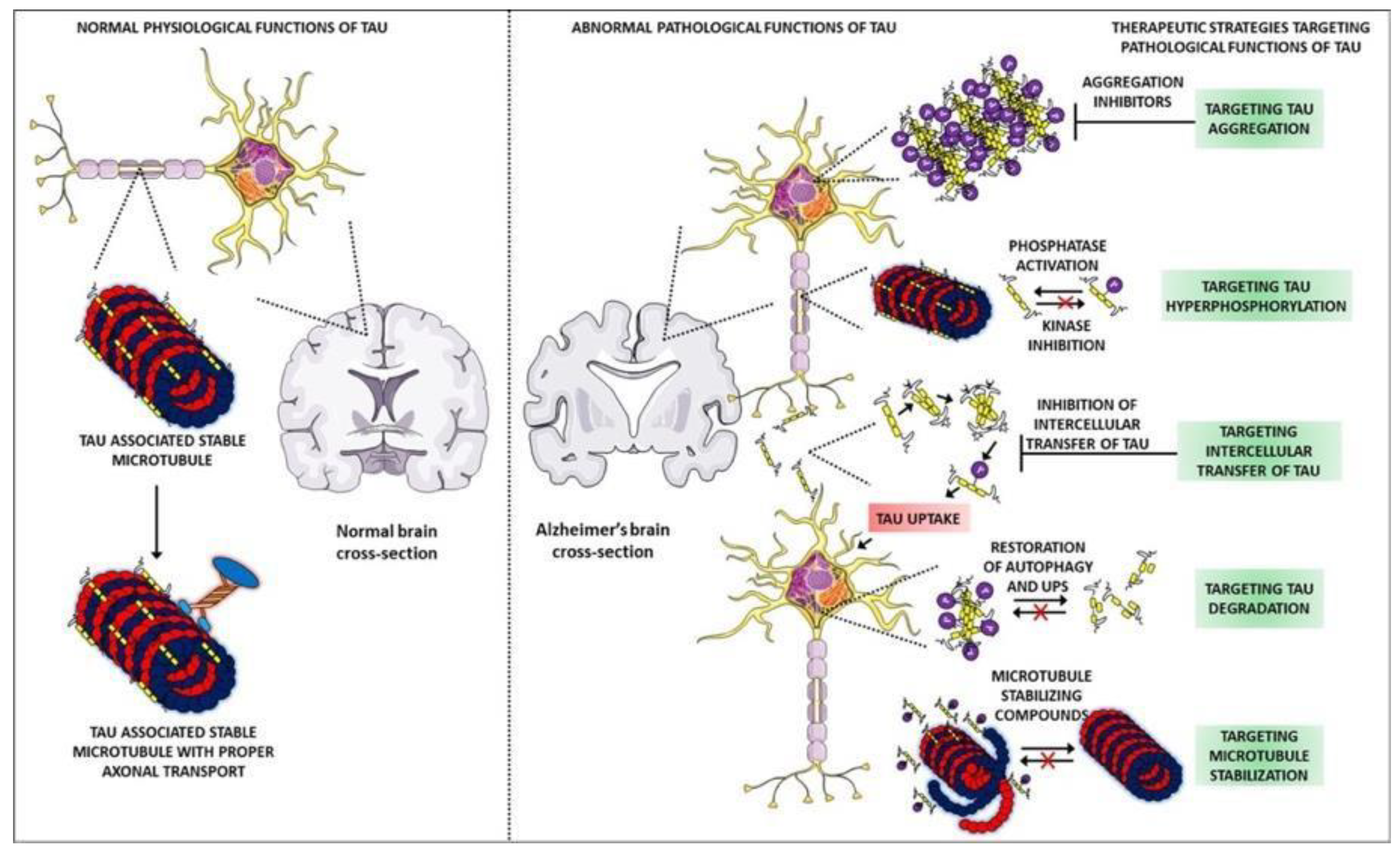 Biomolecules 12 01001 g002 550